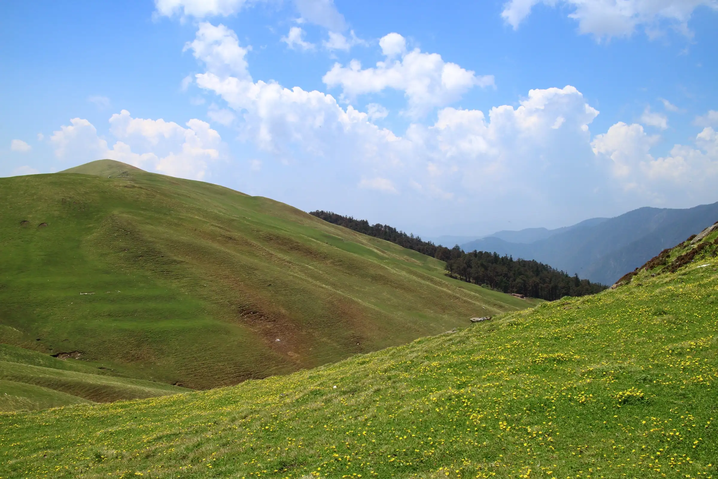Grassy slopes of Ali Bugyal dotted with yellow flowers, edged by a dark conifer forest under a blue sky