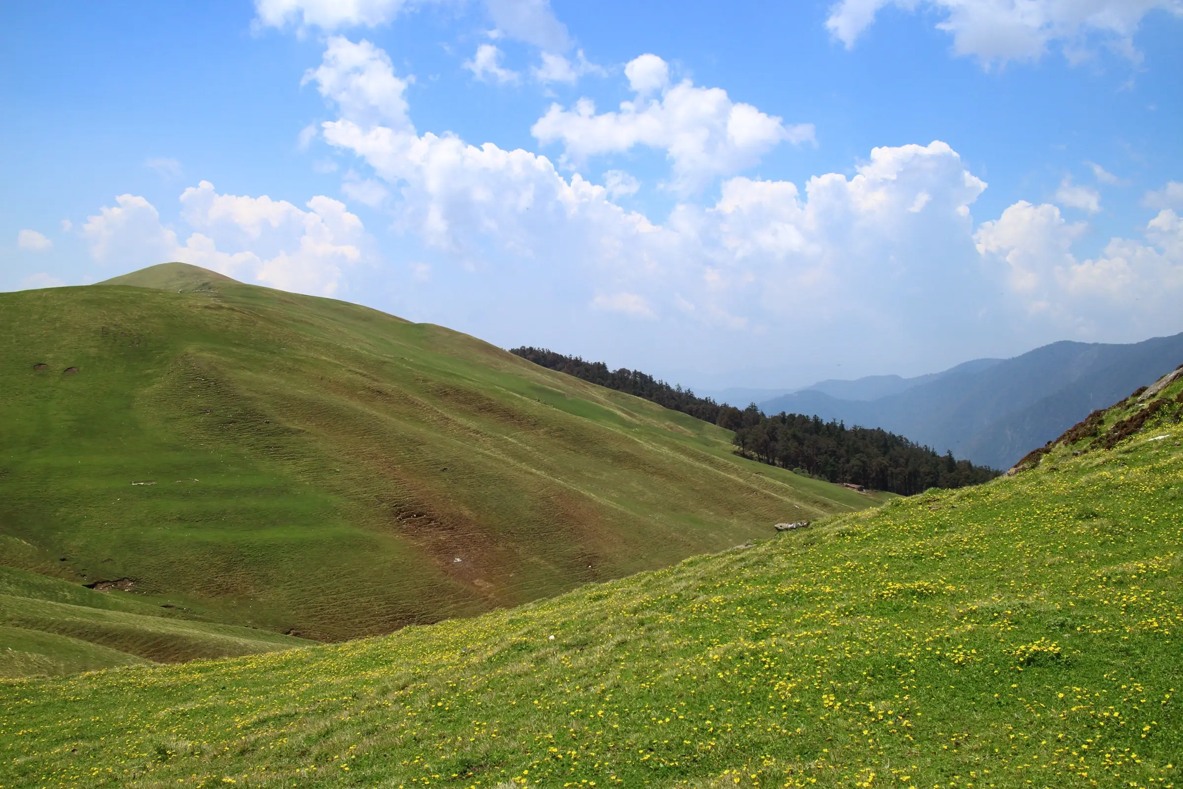 Grassy slopes of Ali Bugyal dotted with yellow flowers, edged by a dark conifer forest under a blue sky