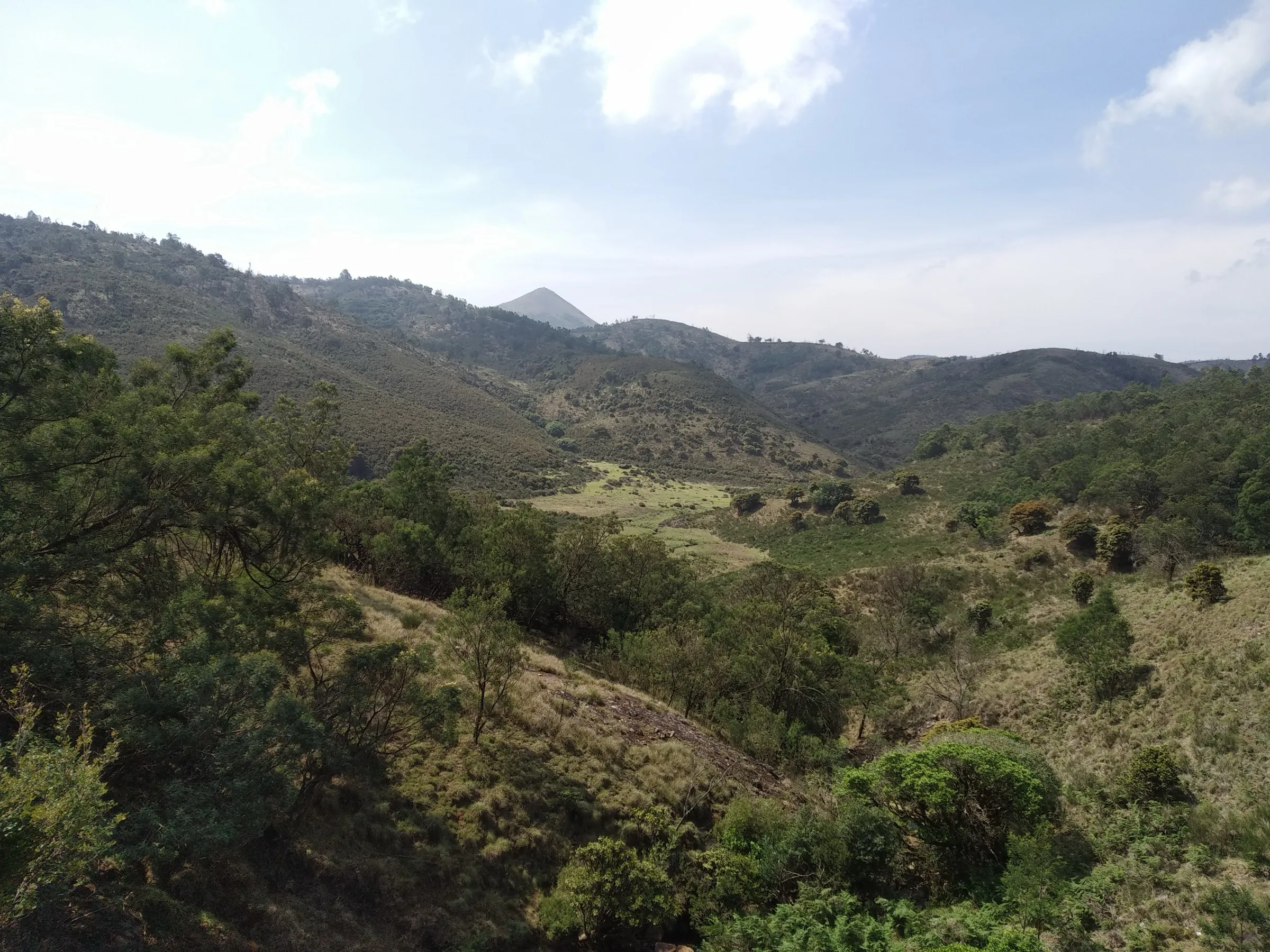 Grassy valleys, shola patches and a pointed peak in the Avalanche hills, the area the Devarbetta trail crosses (photo taken about 2 km north-west of the summit)