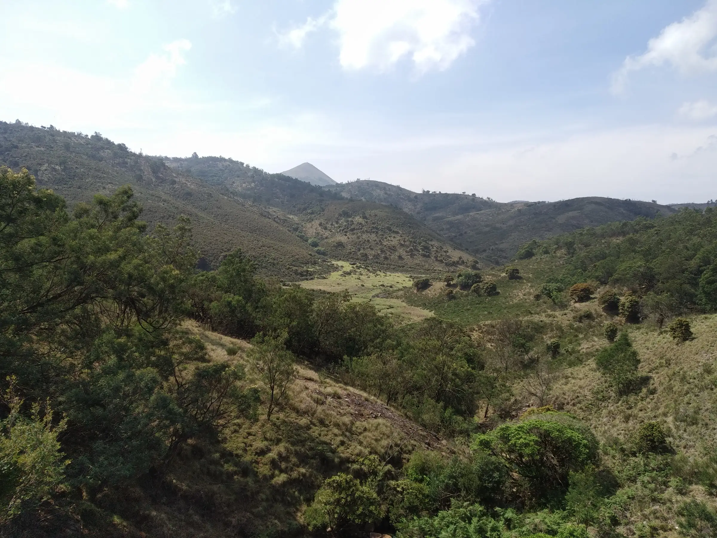 Grassy valleys, shola patches and a pointed peak in the Avalanche hills, the area the Devarbetta trail crosses (photo taken about 2 km north-west of the summit)