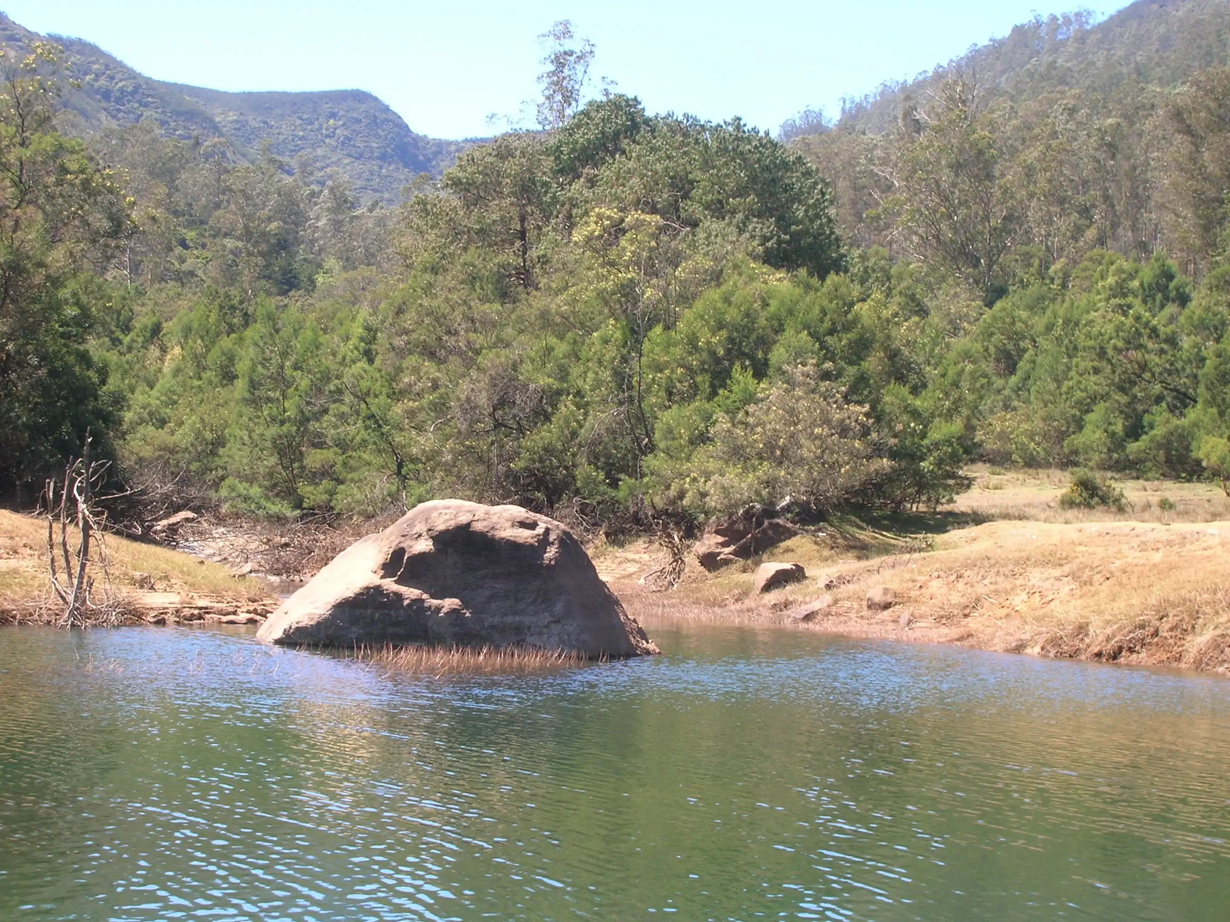 A boulder in a stream at Avalanche, ringed by wattle and shola trees, near the Kolaribetta trek