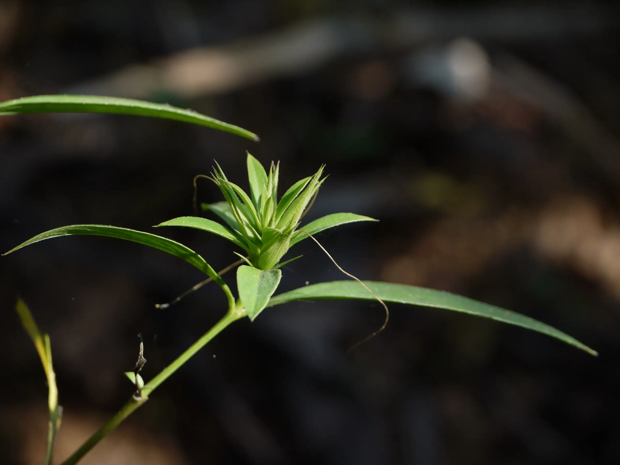 A spiny green bud of Barleria cuspidata in sunlight, photographed in November on the upper trail of the Nakhind ridge