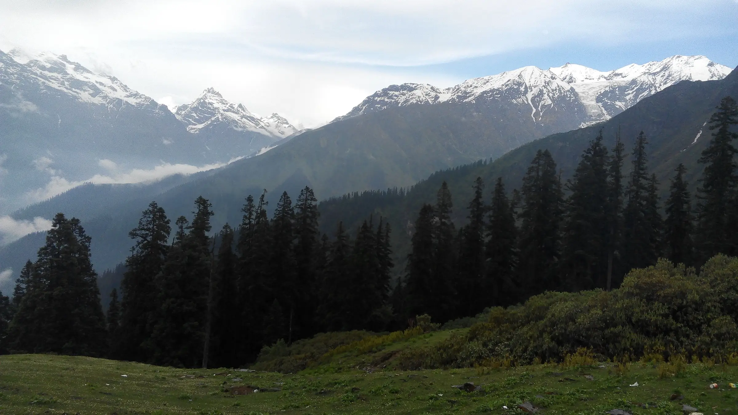 Meadow at Biskeri Thach camp ringed by tall conifers, with snow peaks of the Parvati valley behind