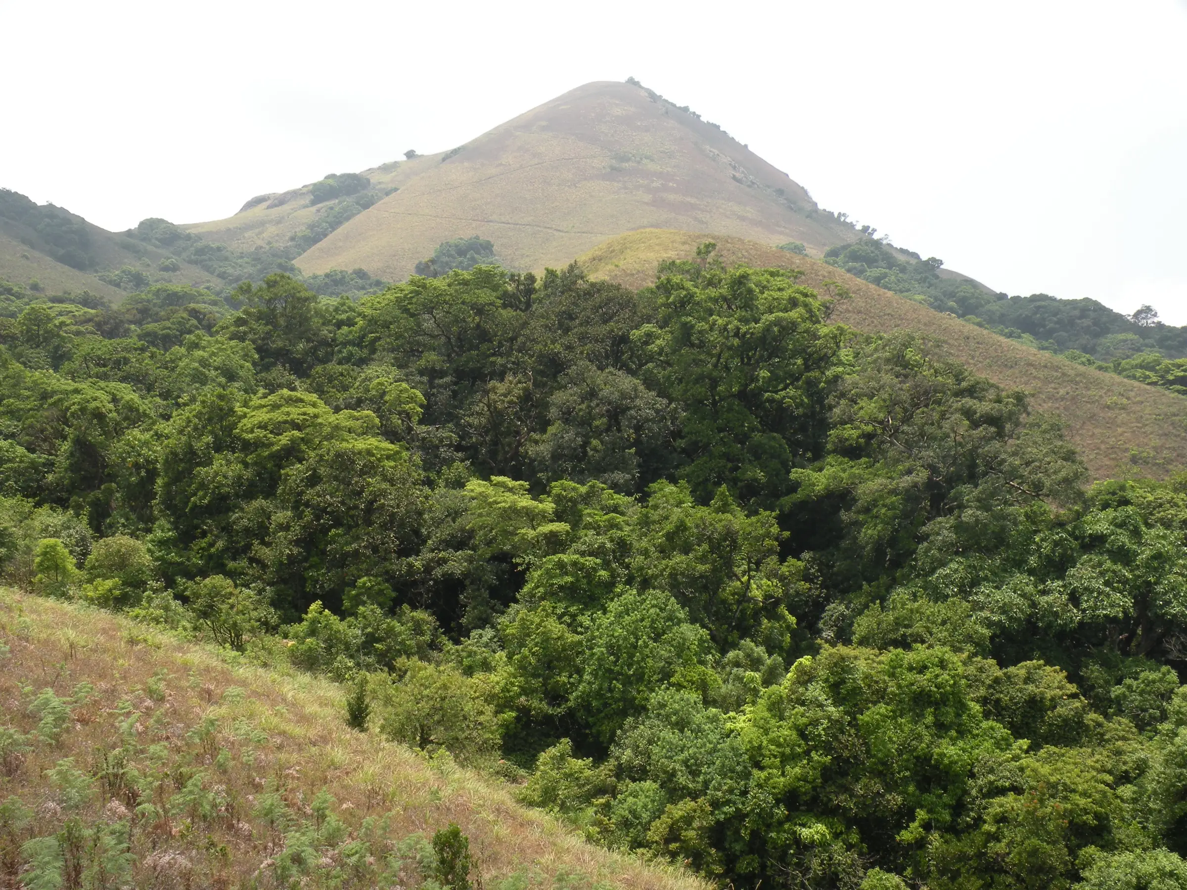 Evergreen forest and grassy hills elsewhere in the Brahmagiri Wildlife Sanctuary, the same sanctuary as the trek (not the trek itself)