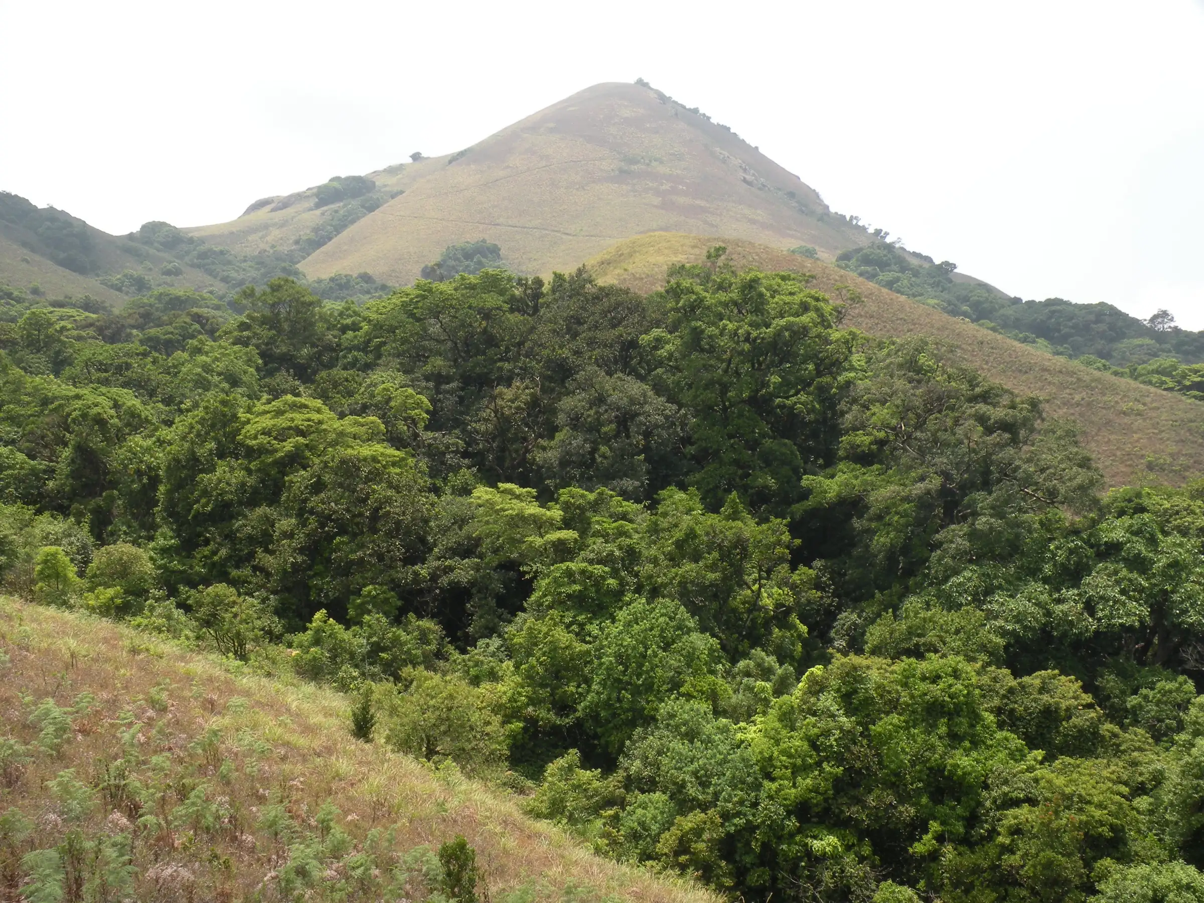 Evergreen forest and grassy hills elsewhere in the Brahmagiri Wildlife Sanctuary, the same sanctuary as the trek (not the trek itself)