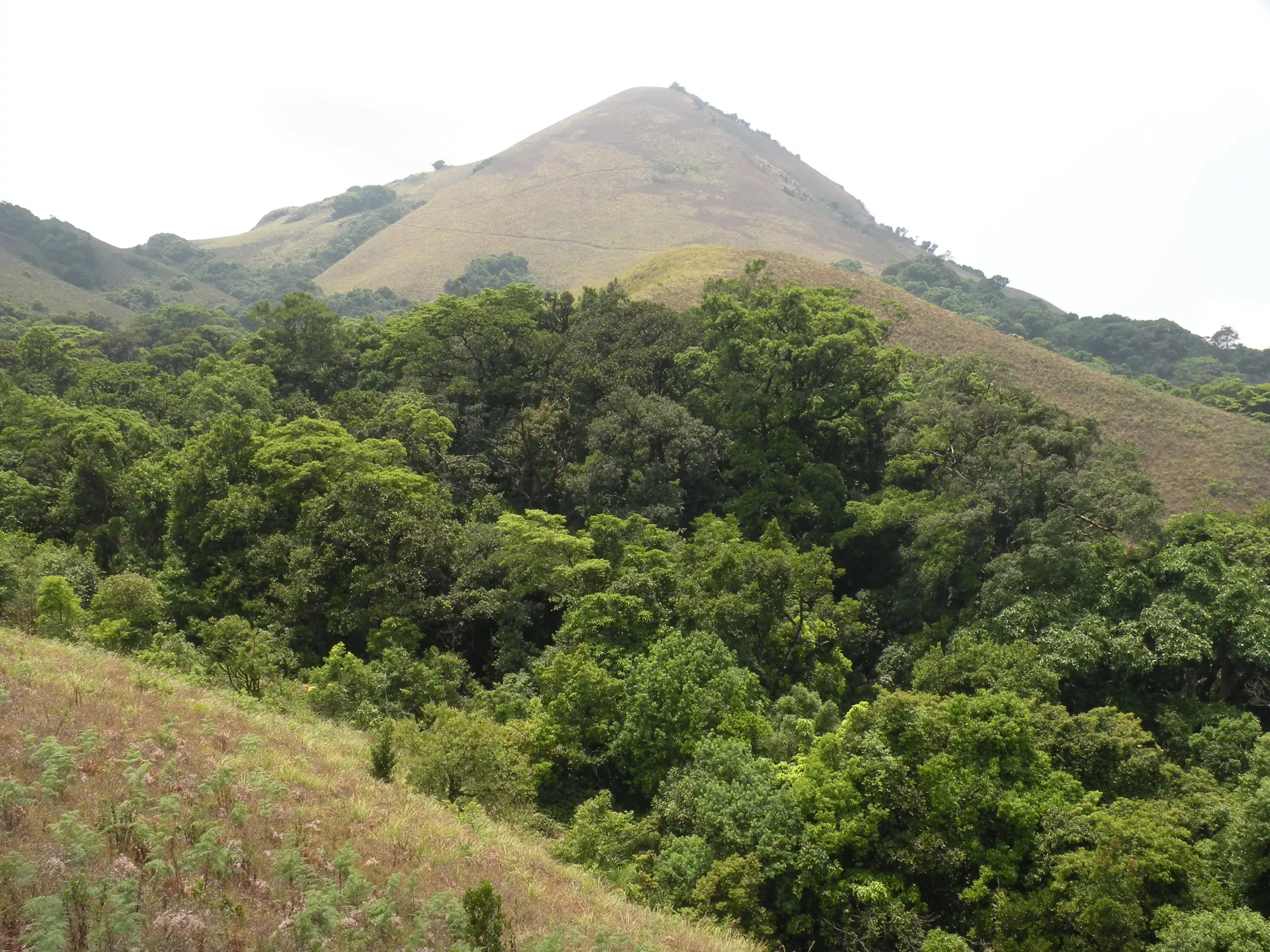 Evergreen forest and grassy hills elsewhere in the Brahmagiri Wildlife Sanctuary, the same sanctuary as the trek (not the trek itself)