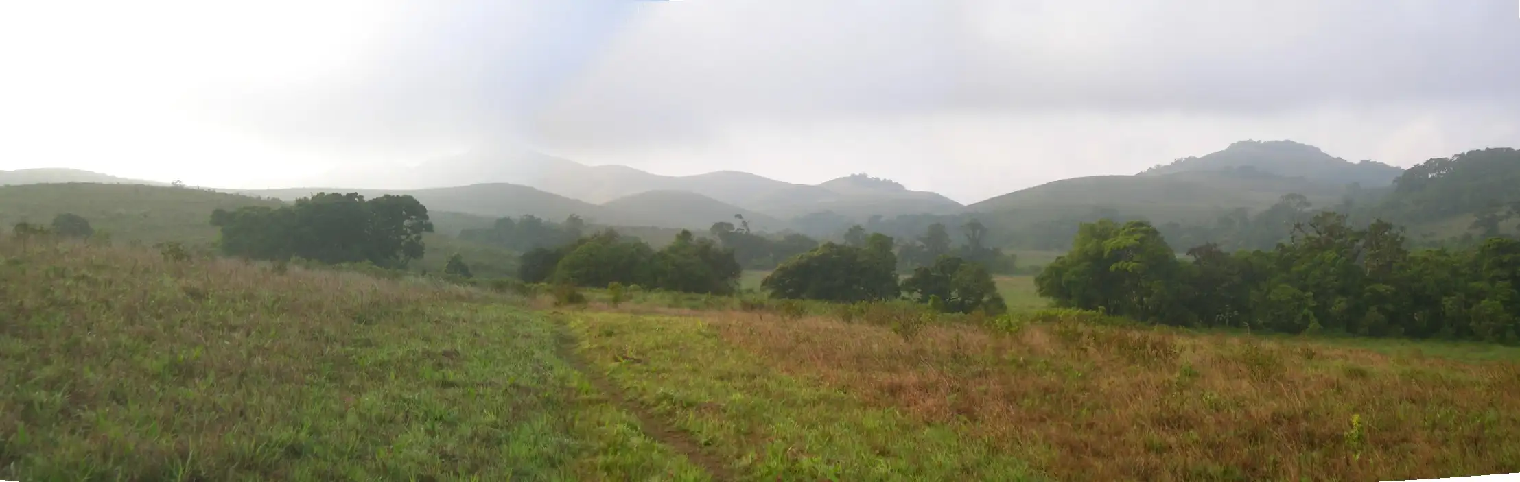 Rolling grassland and shola forest on the Brahmagiri hills of Kodagu, near the trek