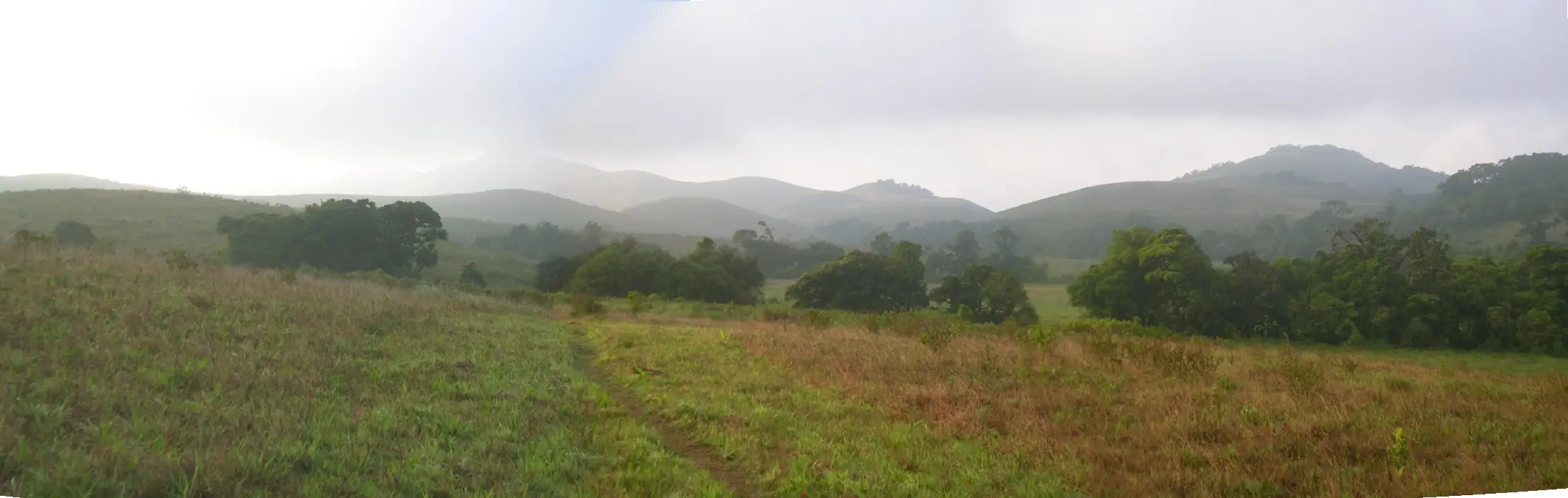 Rolling grassland and shola forest on the Brahmagiri hills of Kodagu, near the trek