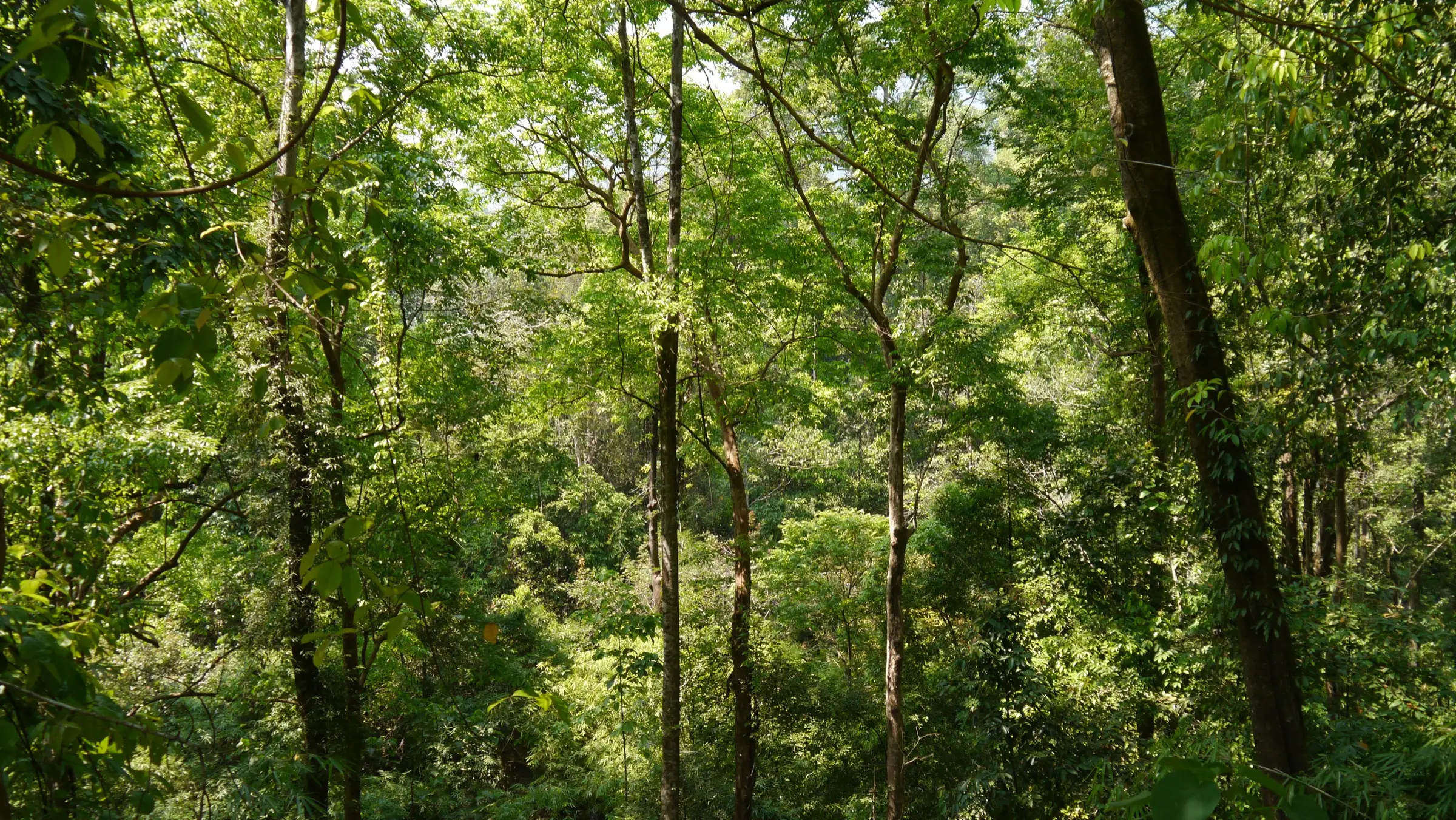 Sunlit trees in the Brahmagiri Wildlife Sanctuary, the forest the trek passes through (not the trek itself)