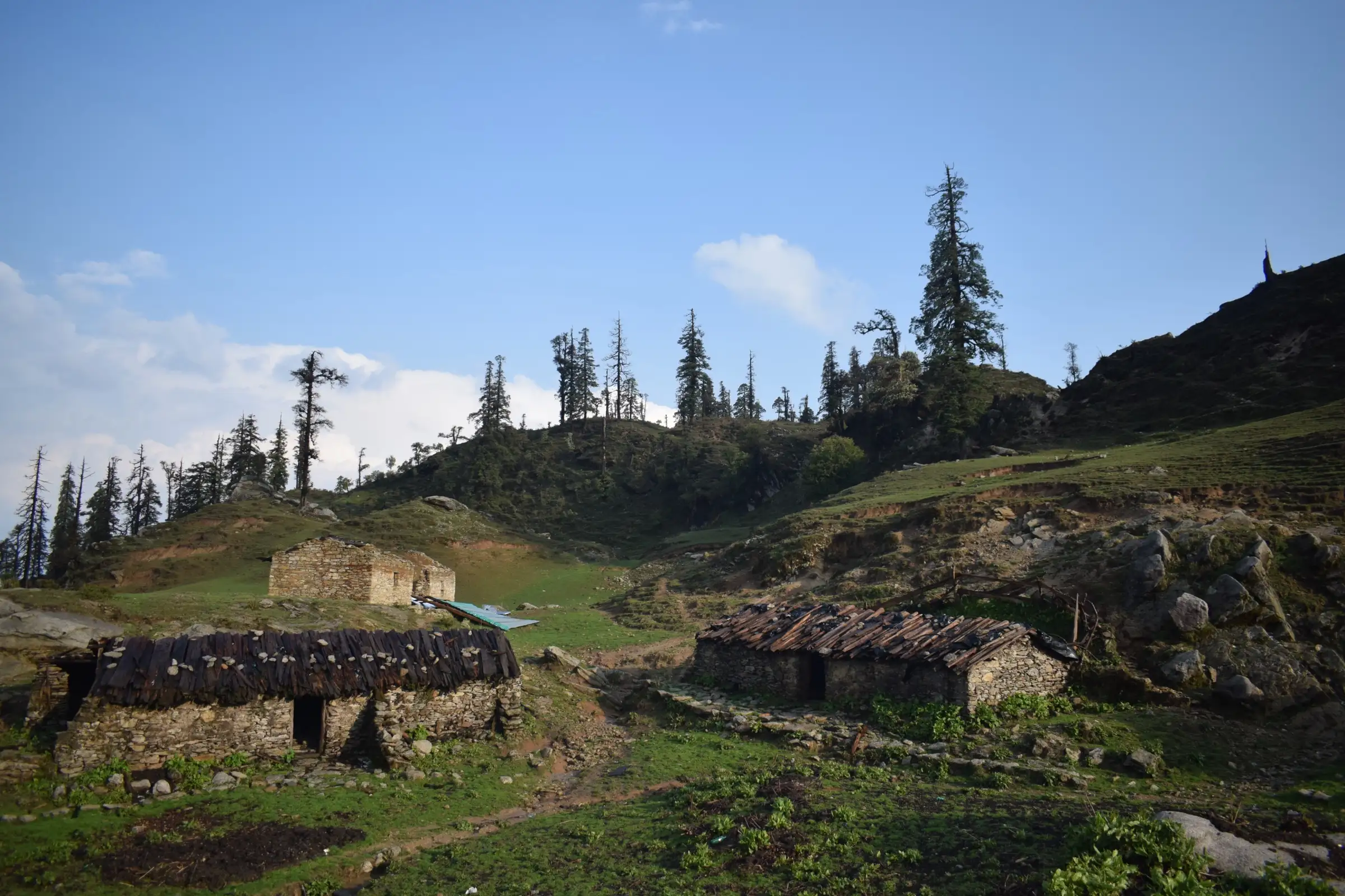 Stone shepherd huts with slate roofs on a green high-altitude meadow, with fir trees on the ridge above