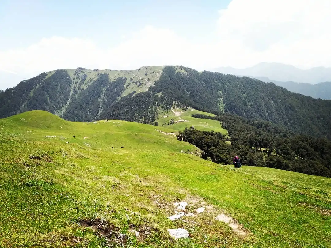 Green Panwali Kantha meadow with grazing animals and a trekker, below forested ridges and hazy peaks