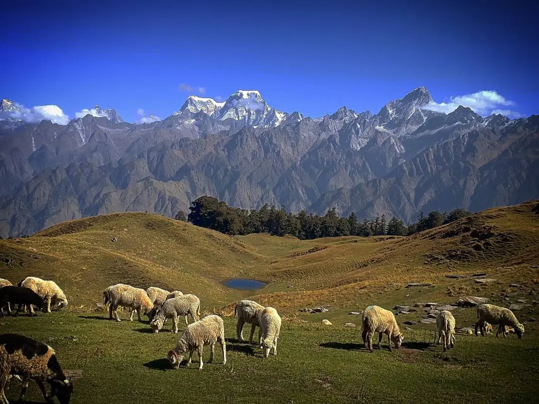 Sheep grazing on the Kuari Pass bugyal with a small pond, fir forest and Himalayan peaks behind