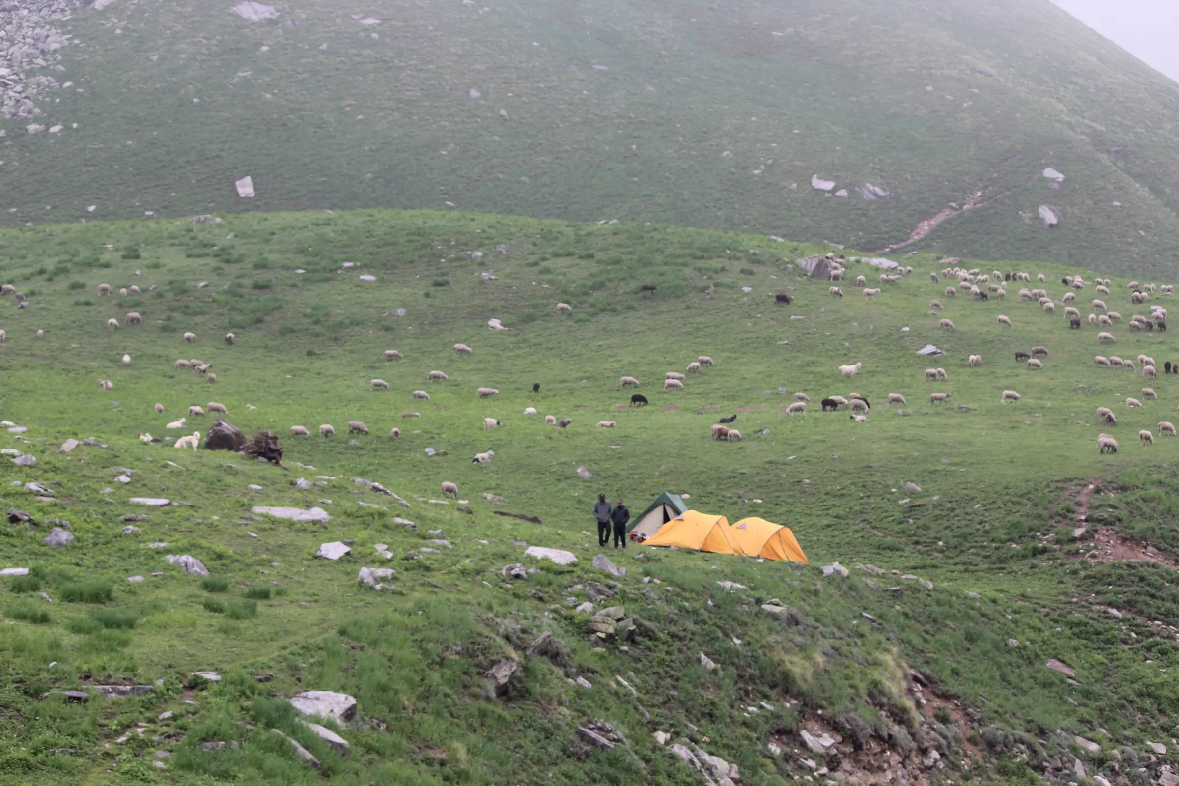 Two trekkers beside orange tents on a misty high meadow in the Buran valley with sheep grazing around them