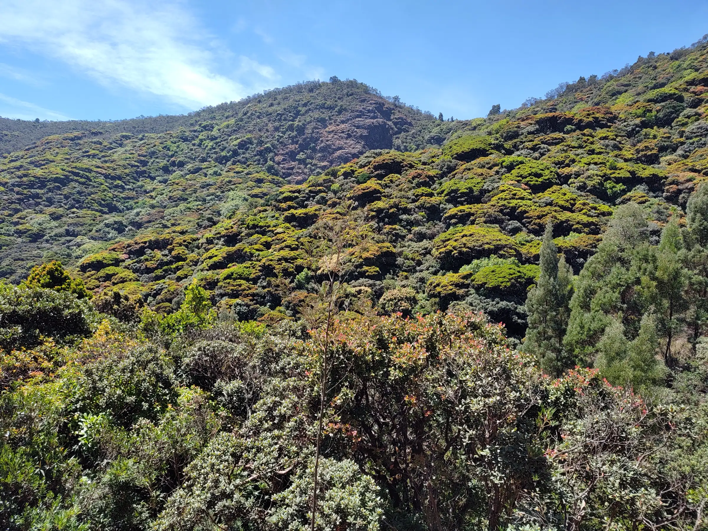 Rounded, cauliflower-like crowns of stunted shola forest covering a hillside near Avalanche in the Nilgiris, where the trek begins
