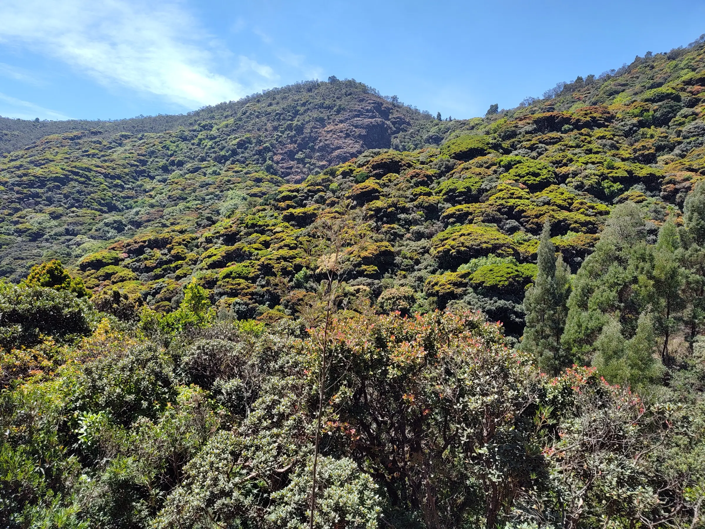 Rounded, cauliflower-like crowns of stunted shola forest covering a hillside near Avalanche in the Nilgiris, where the trek begins