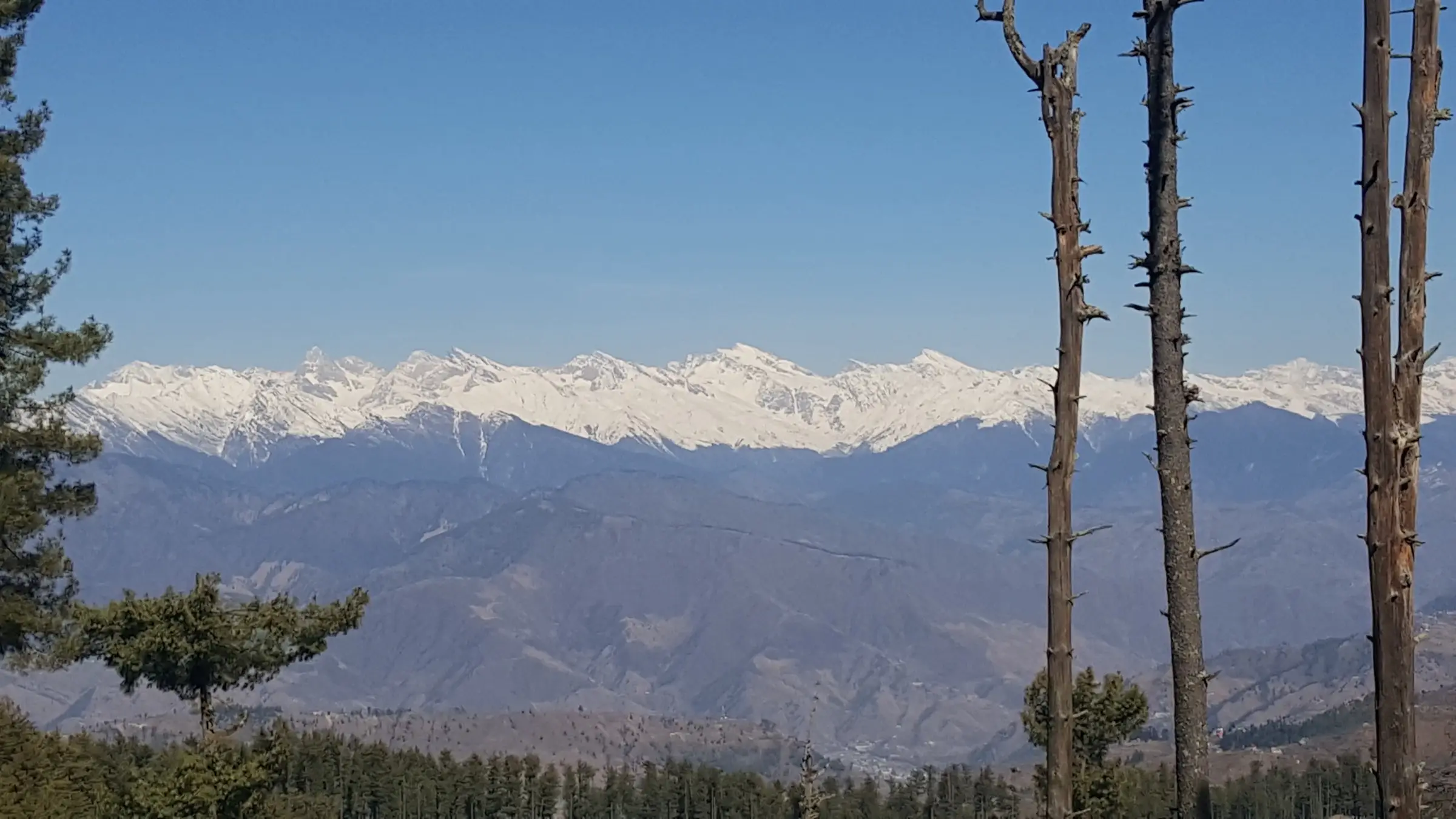 Snow-covered Chanshal range seen across forested hills and tall pine trunks under a clear blue sky