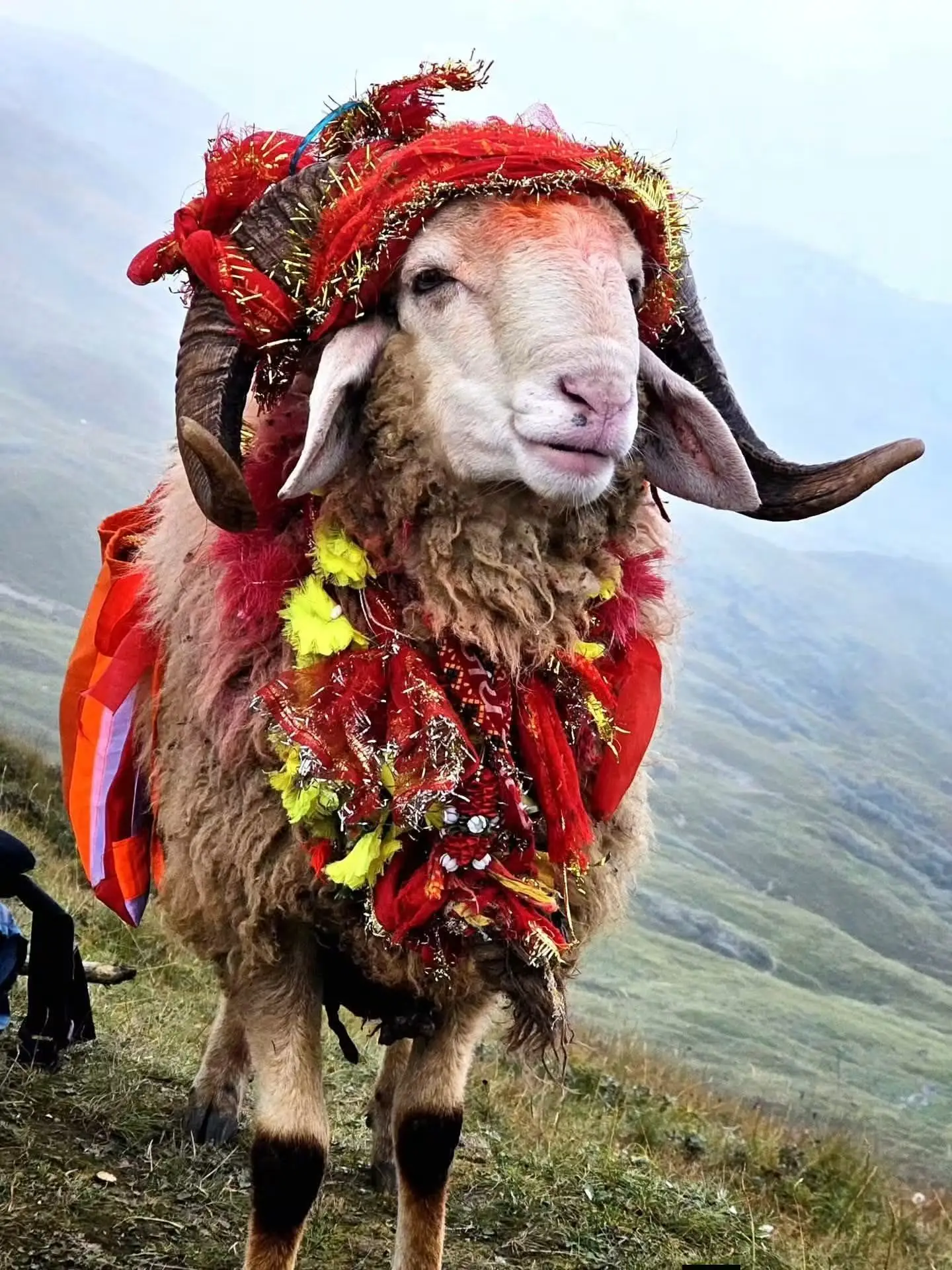 The chausingya khadu ram decorated with red cloth, garlands and an offering bag on a misty hillside