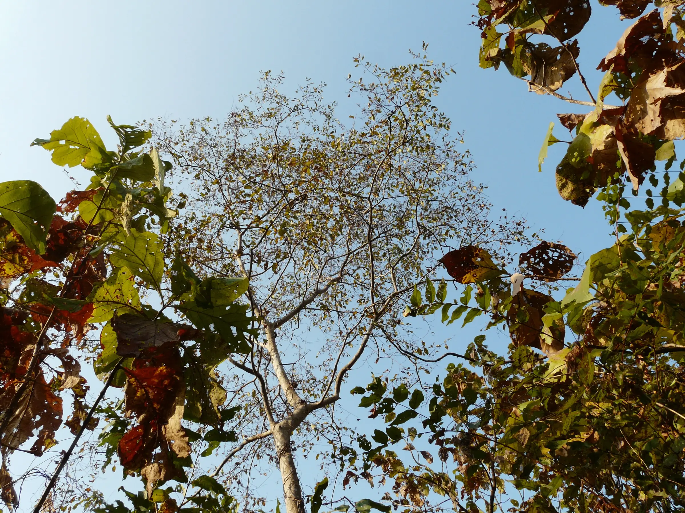 Looking up through a tall tree and dry-season forest canopy at Chinchoti in January