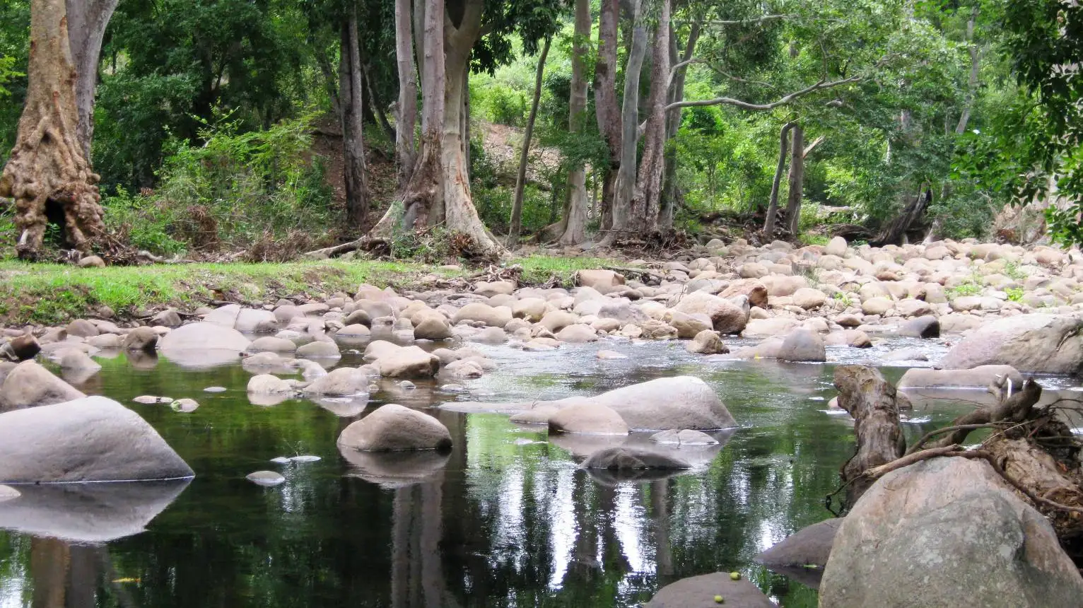 Still pools and rounded boulders in the Chinnar river near Chinnar Checkpost, with tall riverside trees behind