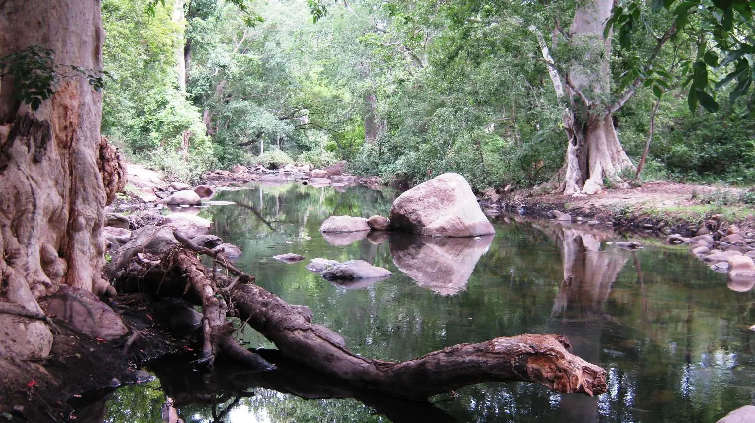 A fallen tree lying across a calm stretch of the Chinnar river near the checkpost, with boulders and forest on the far bank