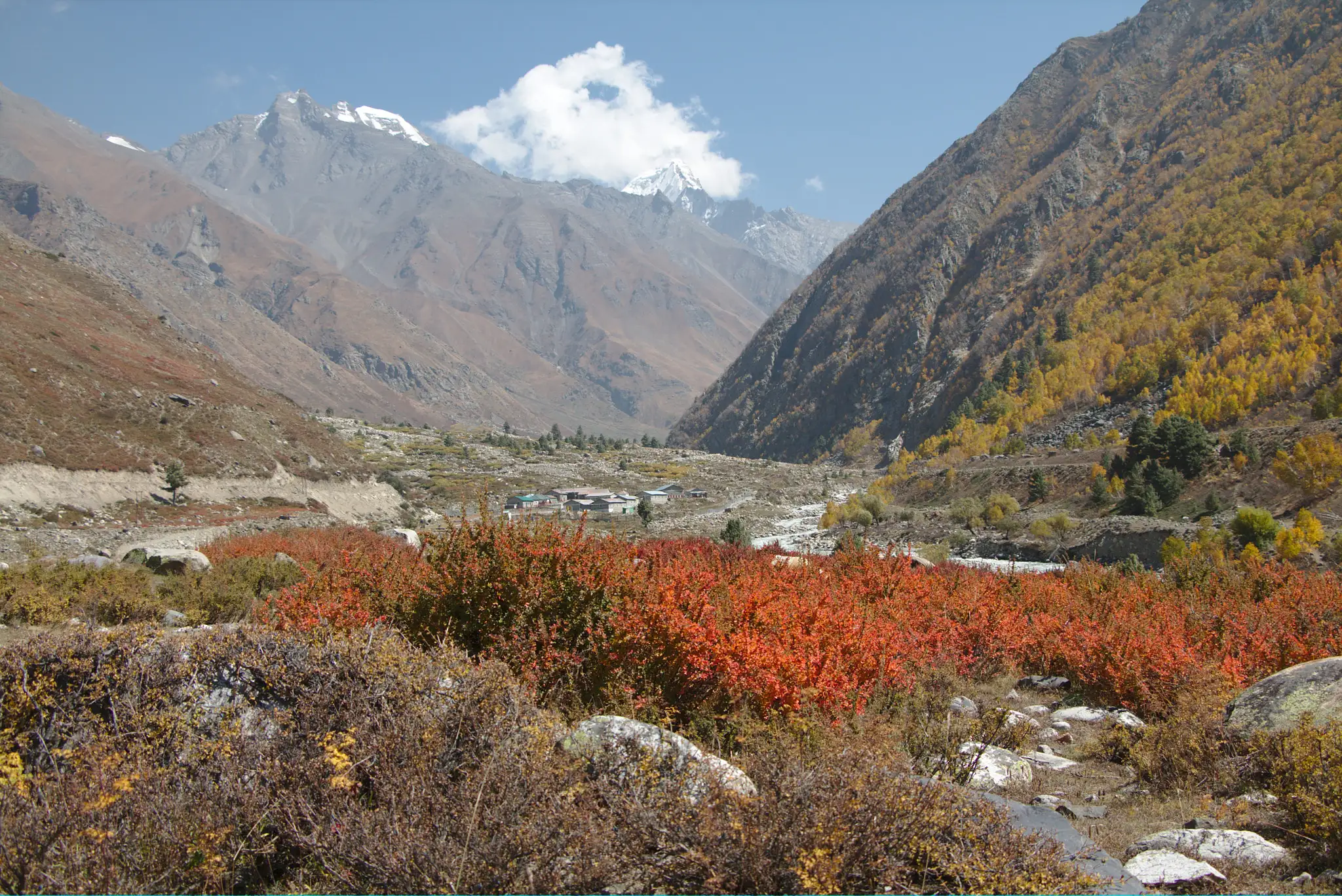Autumn-red shrubs and golden slopes in the Baspa valley at Chitkul, where the Charang La trek ends, with snow peaks behind (near the trek, not the pass itself)