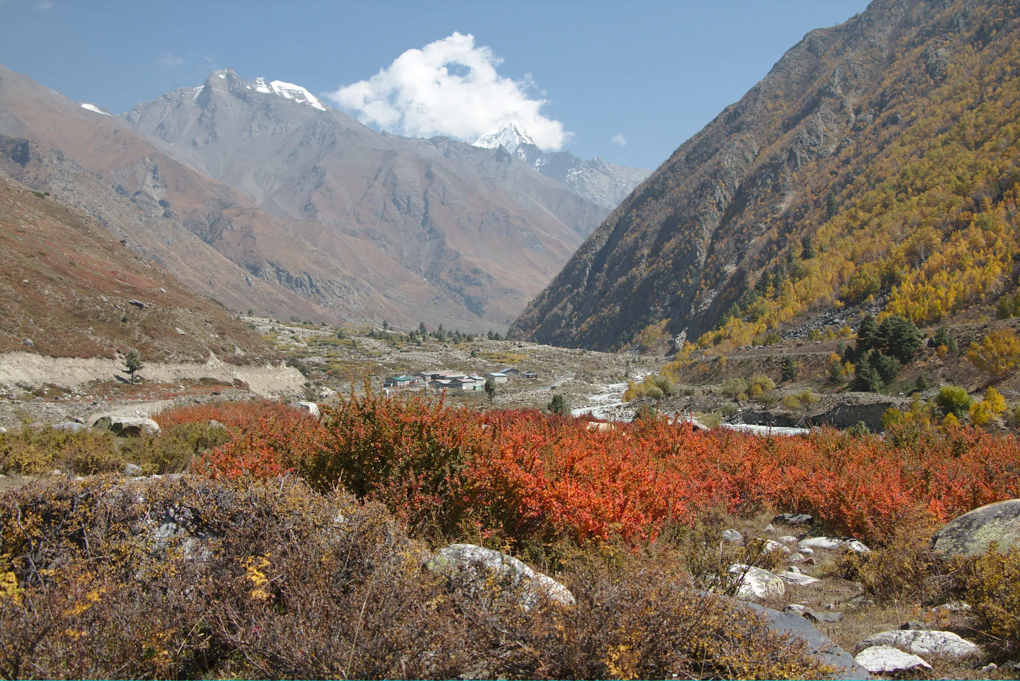 Autumn-red shrubs and golden slopes in the Baspa valley at Chitkul, where the Charang La trek ends, with snow peaks behind (near the trek, not the pass itself)