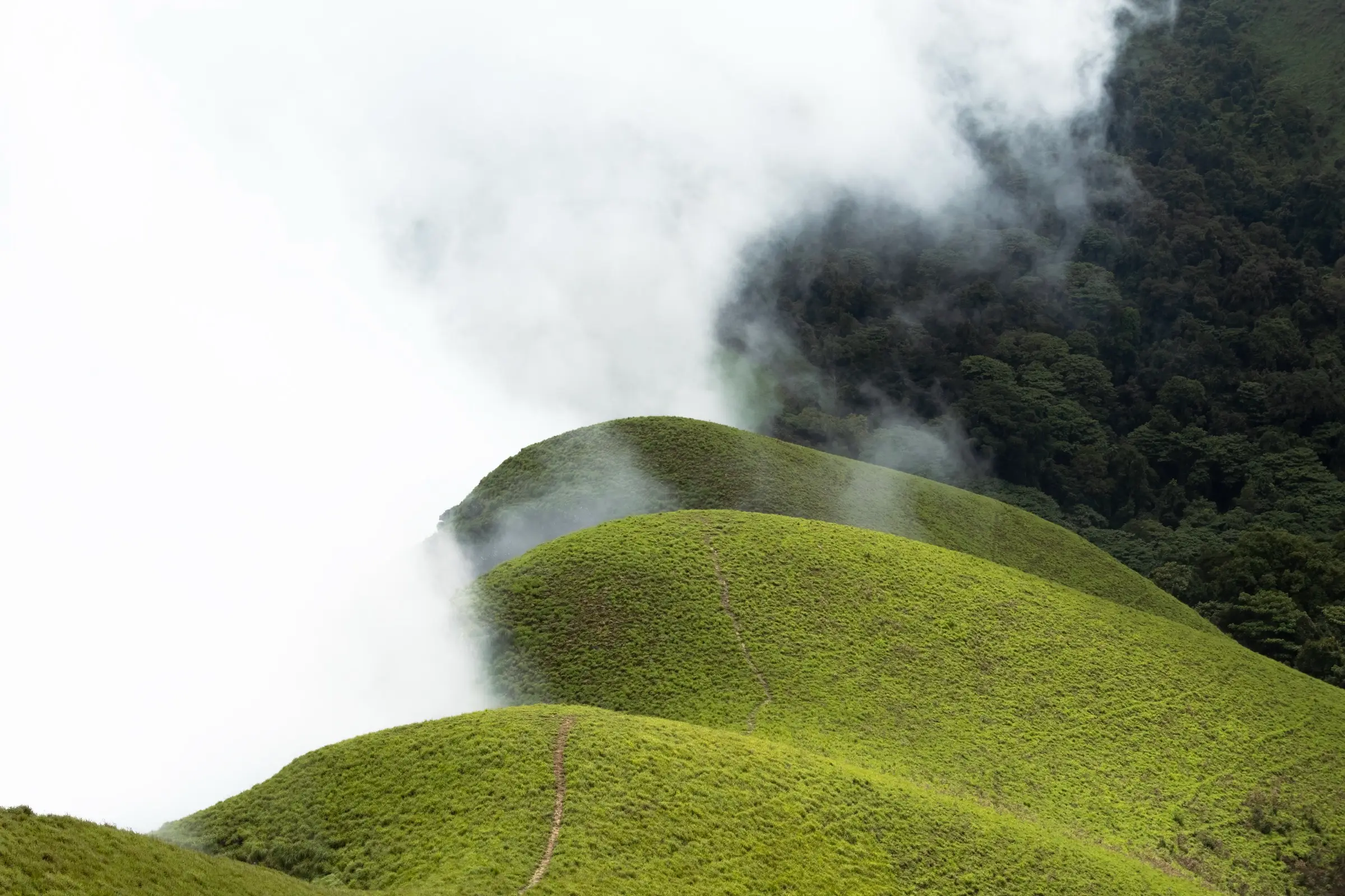 Cloud spilling over rounded grassy humps at the edge of Netravathi Peak, with dense shola forest on the slope behind
