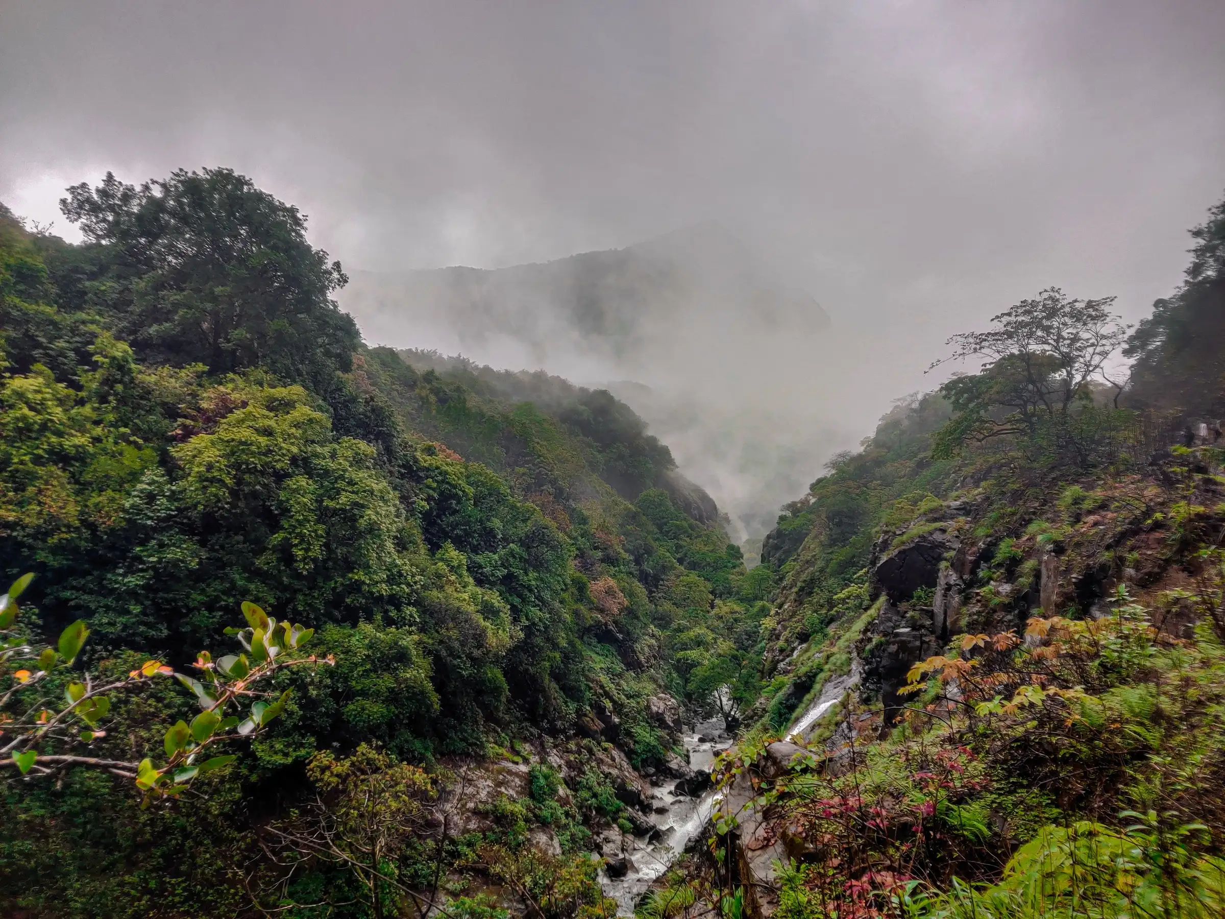 Dense green forest on both sides of a narrow rocky stream gorge with mist and cloud filling the valley