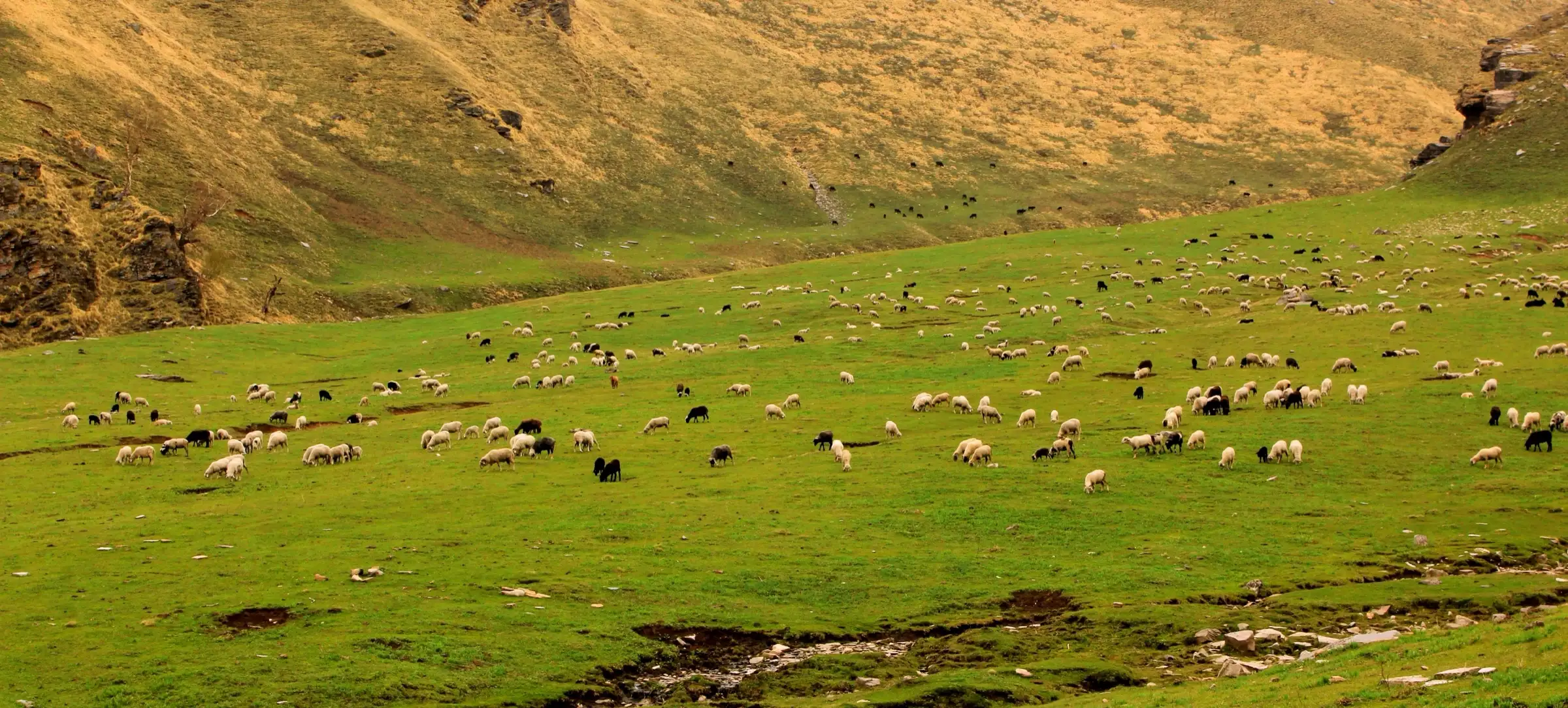 Large flock of sheep grazing on the green Dayara Thach meadow below golden grassy slopes in the Pabbar valley