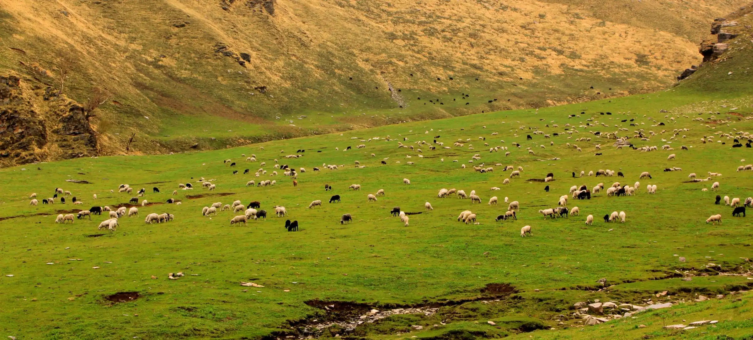 Large flock of sheep grazing on the green Dayara Thach meadow below golden grassy slopes in the Pabbar valley