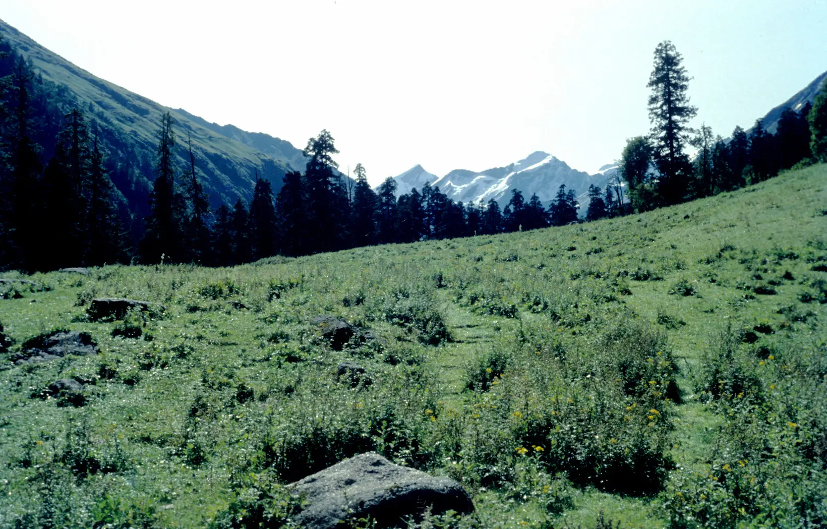 Snow-streaked Kalanag peak seen over conifers from the grassy Devsu Bugyal meadow