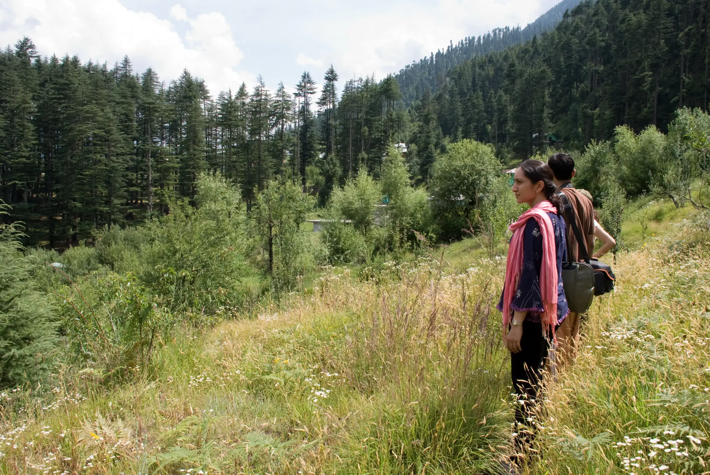 Walkers in tall grass and wildflowers below deodar forest on the hillside above Dhungri, Manali, near the start of the trek (not the Lama Dugh meadow itself)