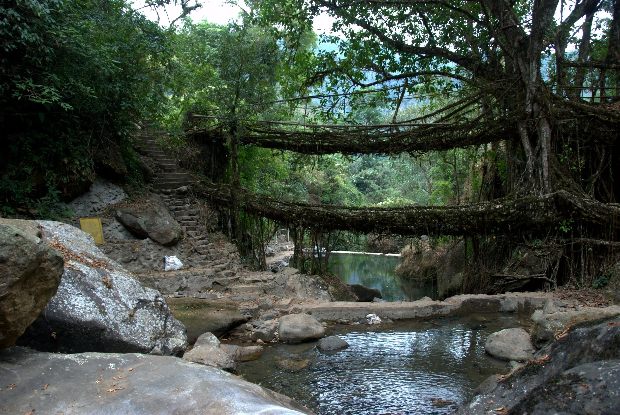 The two-tier living root bridge at Nongriat arching over a clear stream, with stone steps climbing into the forest on the left