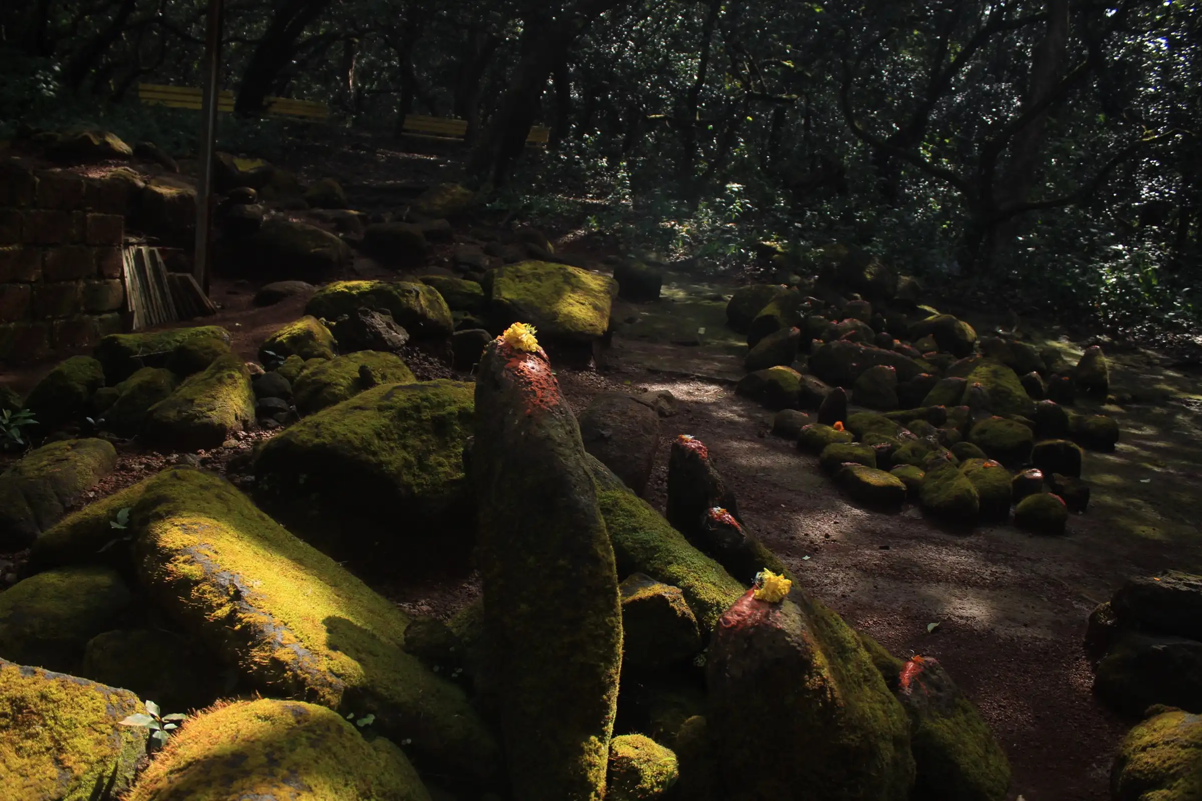 Mossy sacred stones anointed with shendur under the trees of the Durgawadi sacred grove below Durg