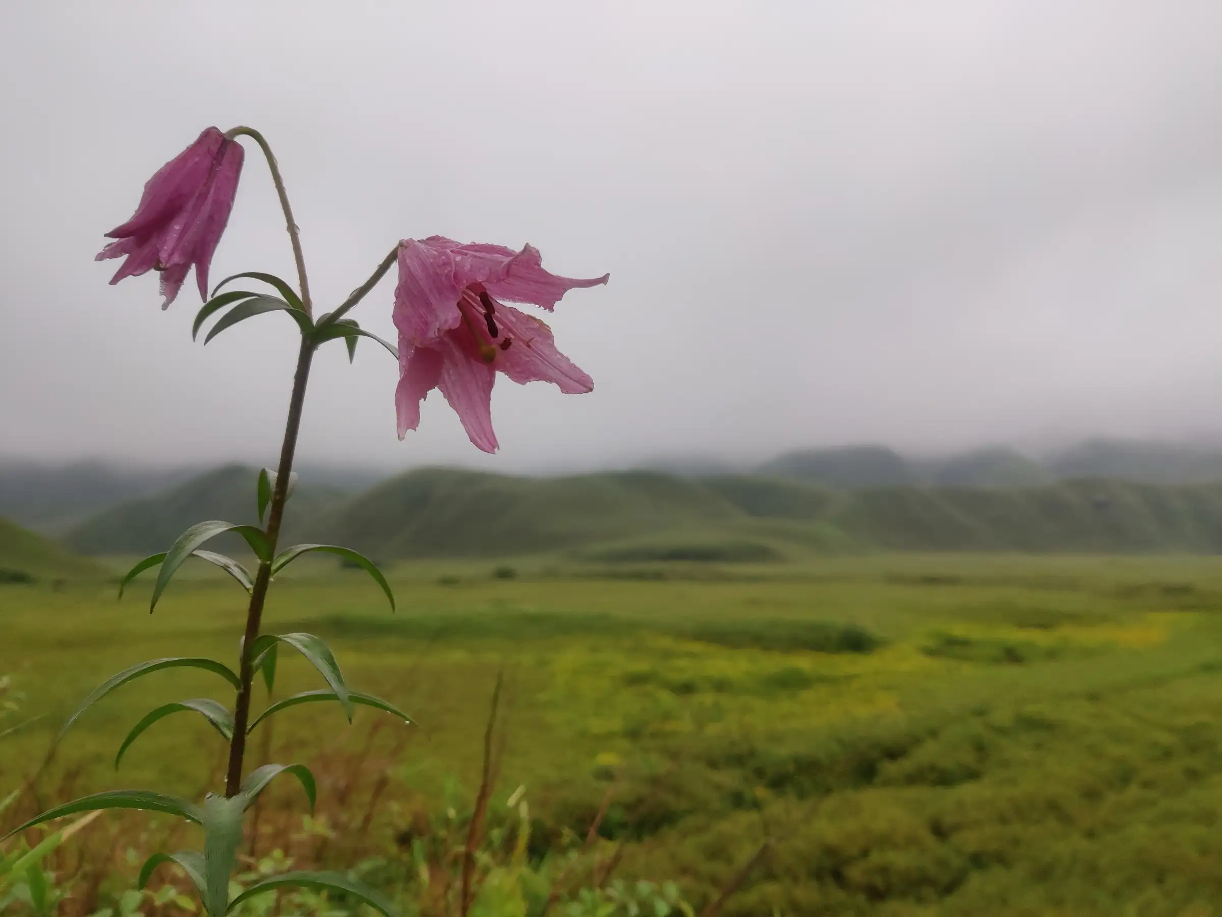 Pink Dzükou lily flower photographed in Dzükou Valley