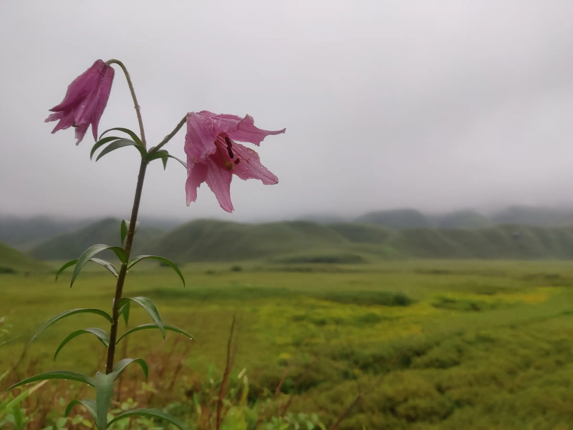 Pink Dzükou lily flower photographed in Dzükou Valley