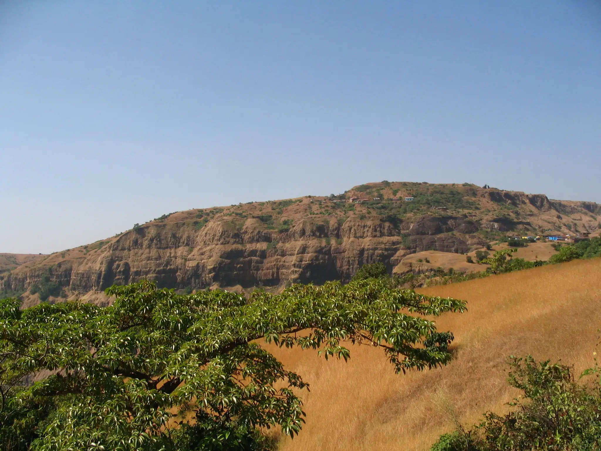 The cliff-ringed flat top of Vishalgad above dry golden grass and a green tree, seen on the way to the fort entrance
