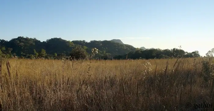 Tall dry grass of the Farpak grassland with forested hills behind in Blue Mountain National Park