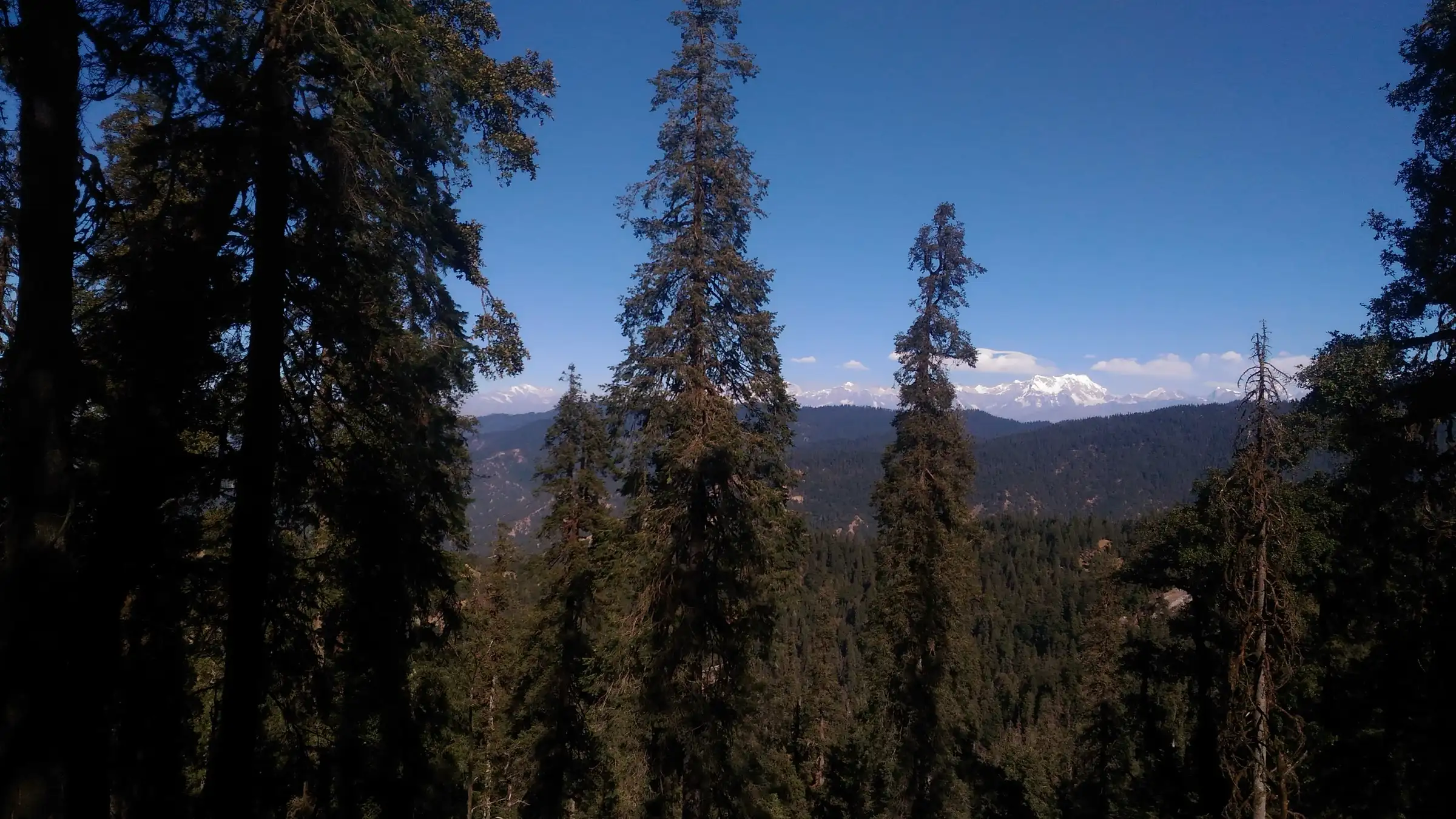 Tall fir trees framing forested hills and a distant snow peak under a deep blue sky