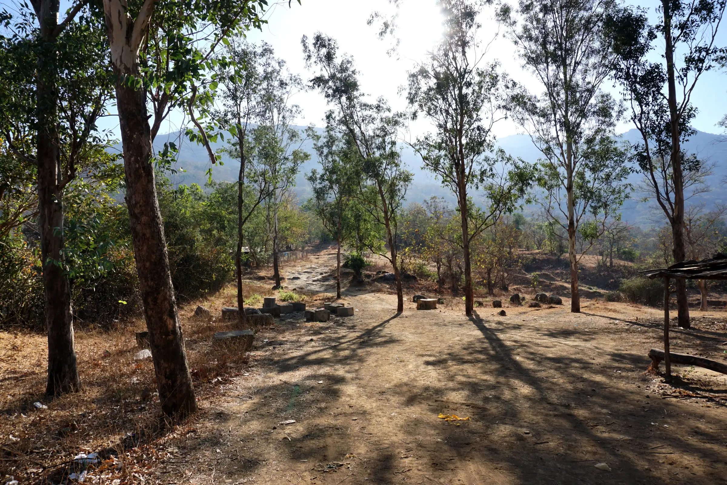 Dry-season forest trail through tall trees on the approach to Kondana Caves, with Sahyadri hills behind