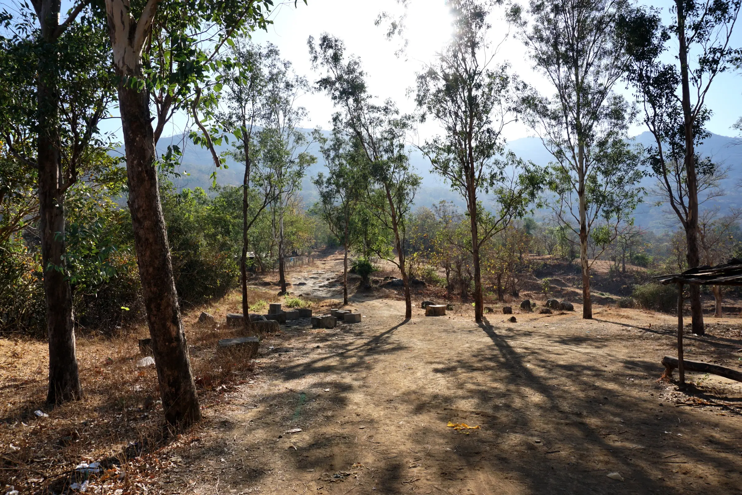 Dry-season forest trail through tall trees on the approach to Kondana Caves, with Sahyadri hills behind