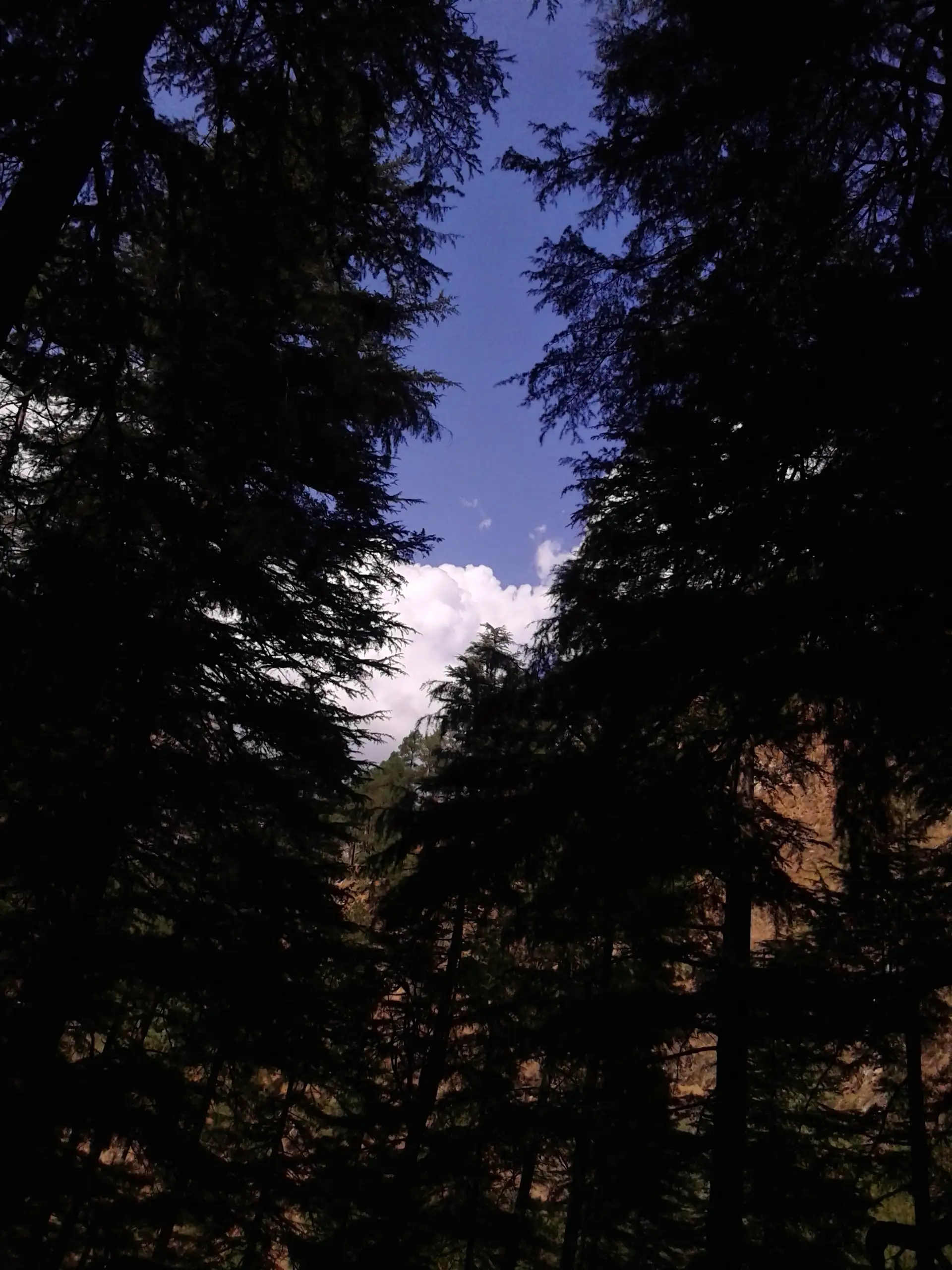 Tall deodar trees against a blue sky on the forest trail from Kasol to Grahan