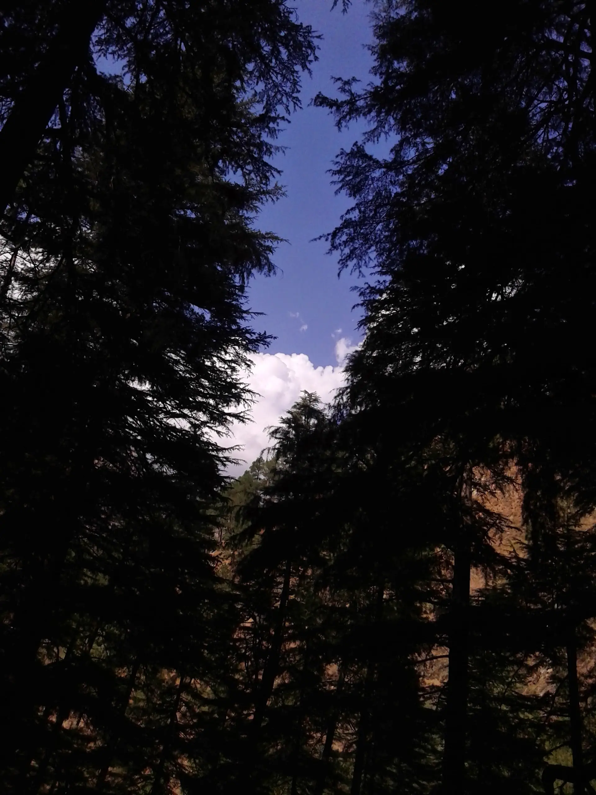 Tall deodar trees against a blue sky on the forest trail from Kasol to Grahan