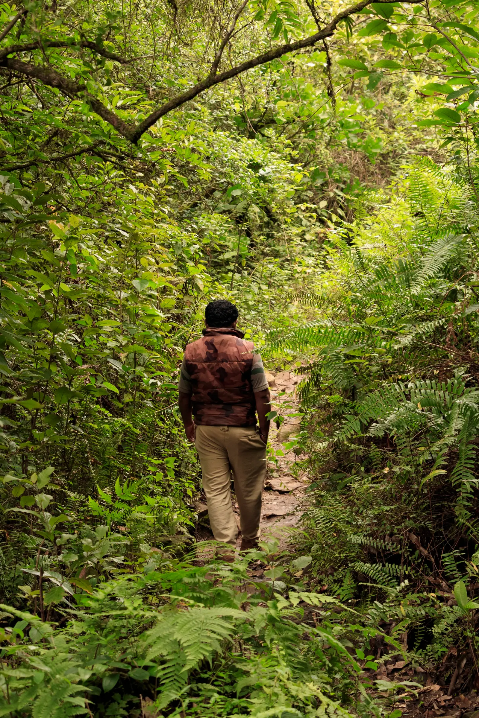 A forest guide walking a narrow path through ferns and shola forest on the way to Netravathi Peak