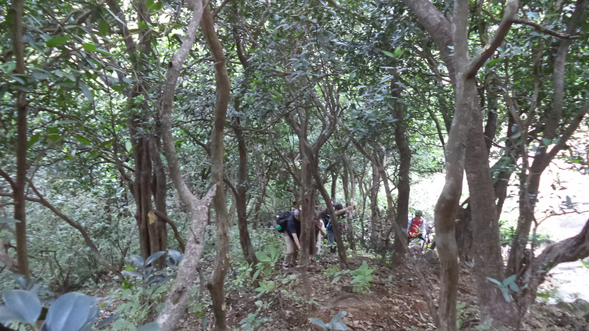 Trekkers climbing a steep path through dense forest on the way up to Jivdhan