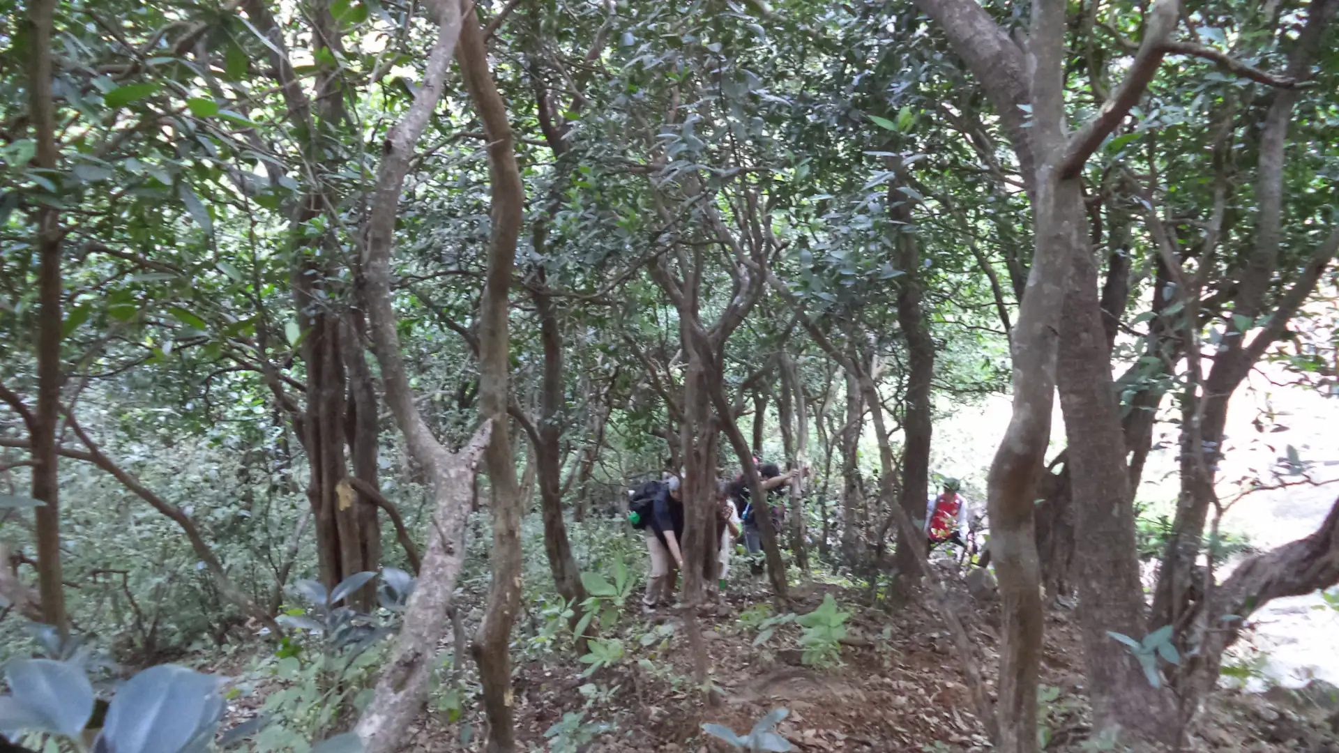 Trekkers climbing a steep path through dense forest on the way up to Jivdhan