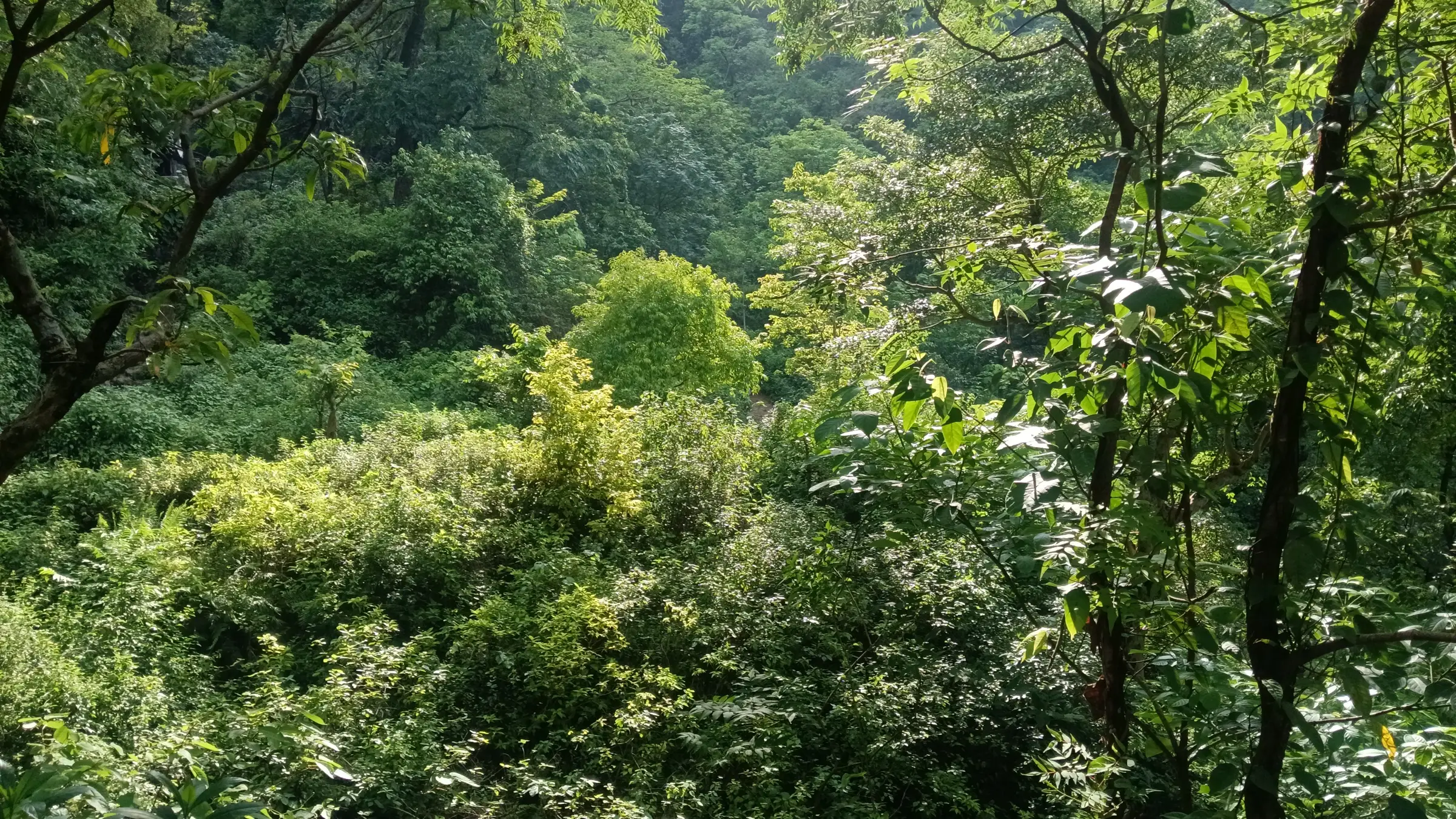 Dense green foothill forest in sunlight near Patna Waterfall