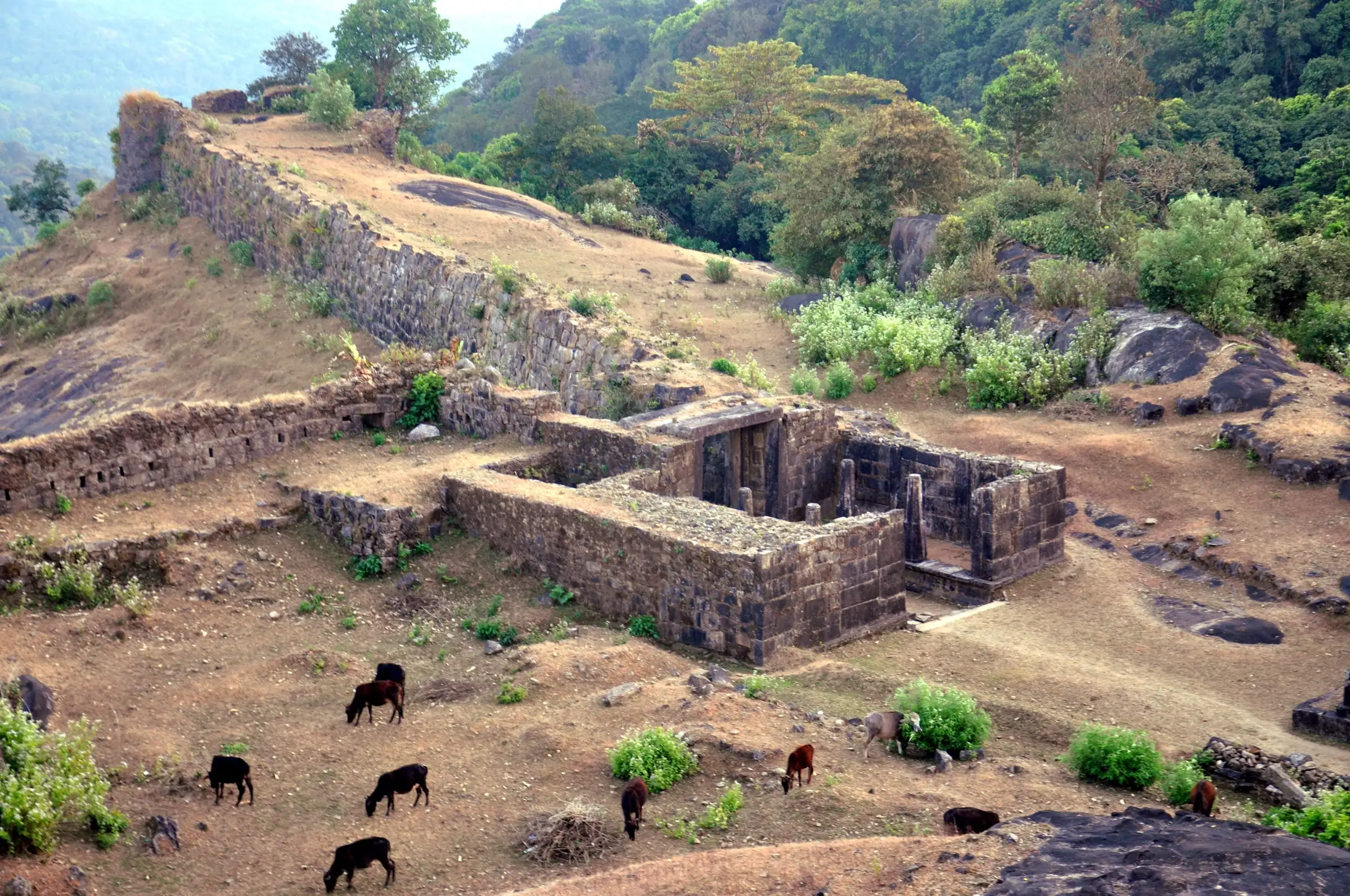 Ruined stone walls and building foundations of Kavaledurga Fort on a grassy hilltop, with goats grazing and forested hills behind