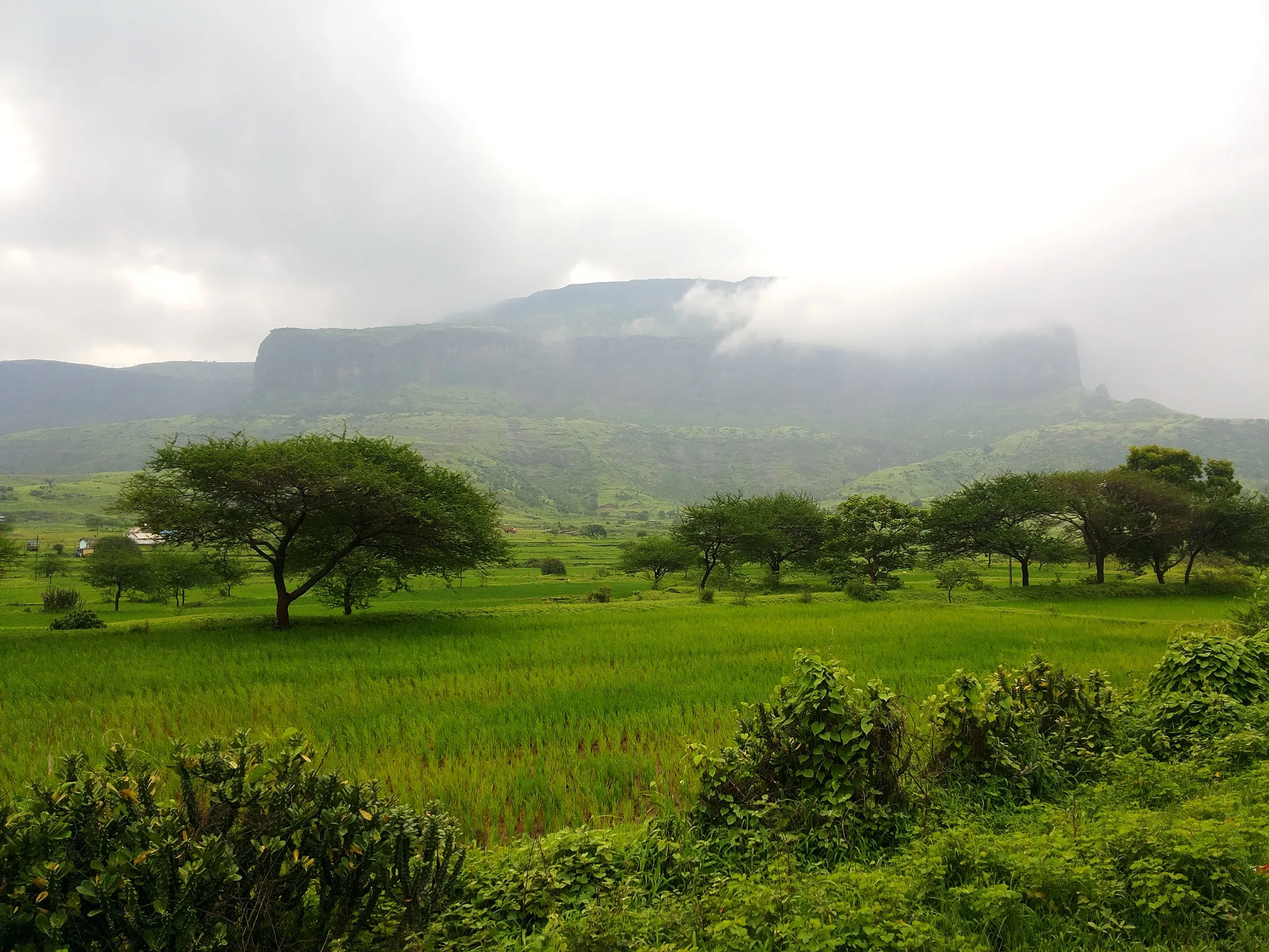 The flat-topped Anjaneri hill wrapped in monsoon cloud above green paddy fields and trees