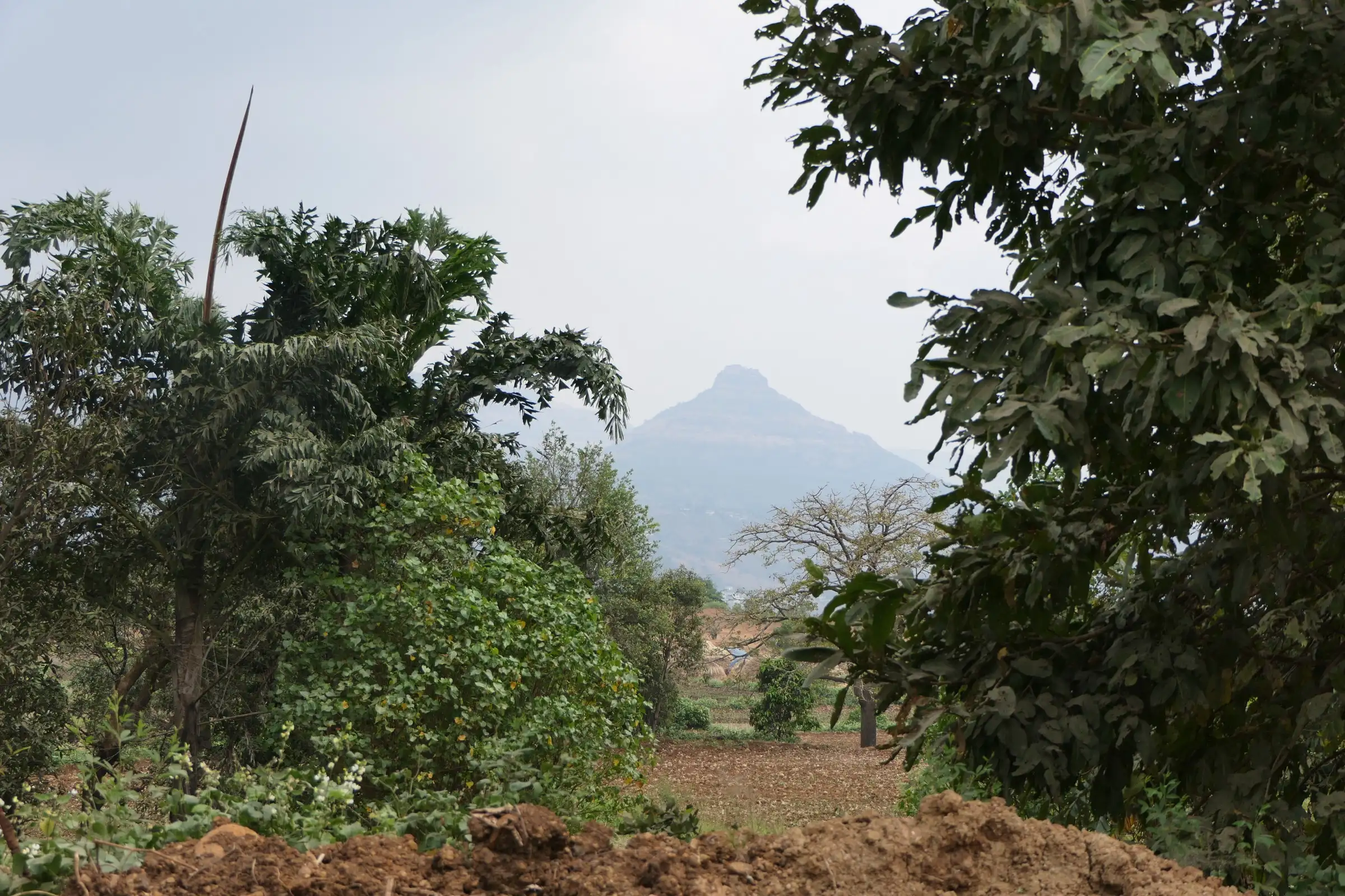 The pointed peak of Tikona Fort framed by trees and farmland, seen from Tungwadi